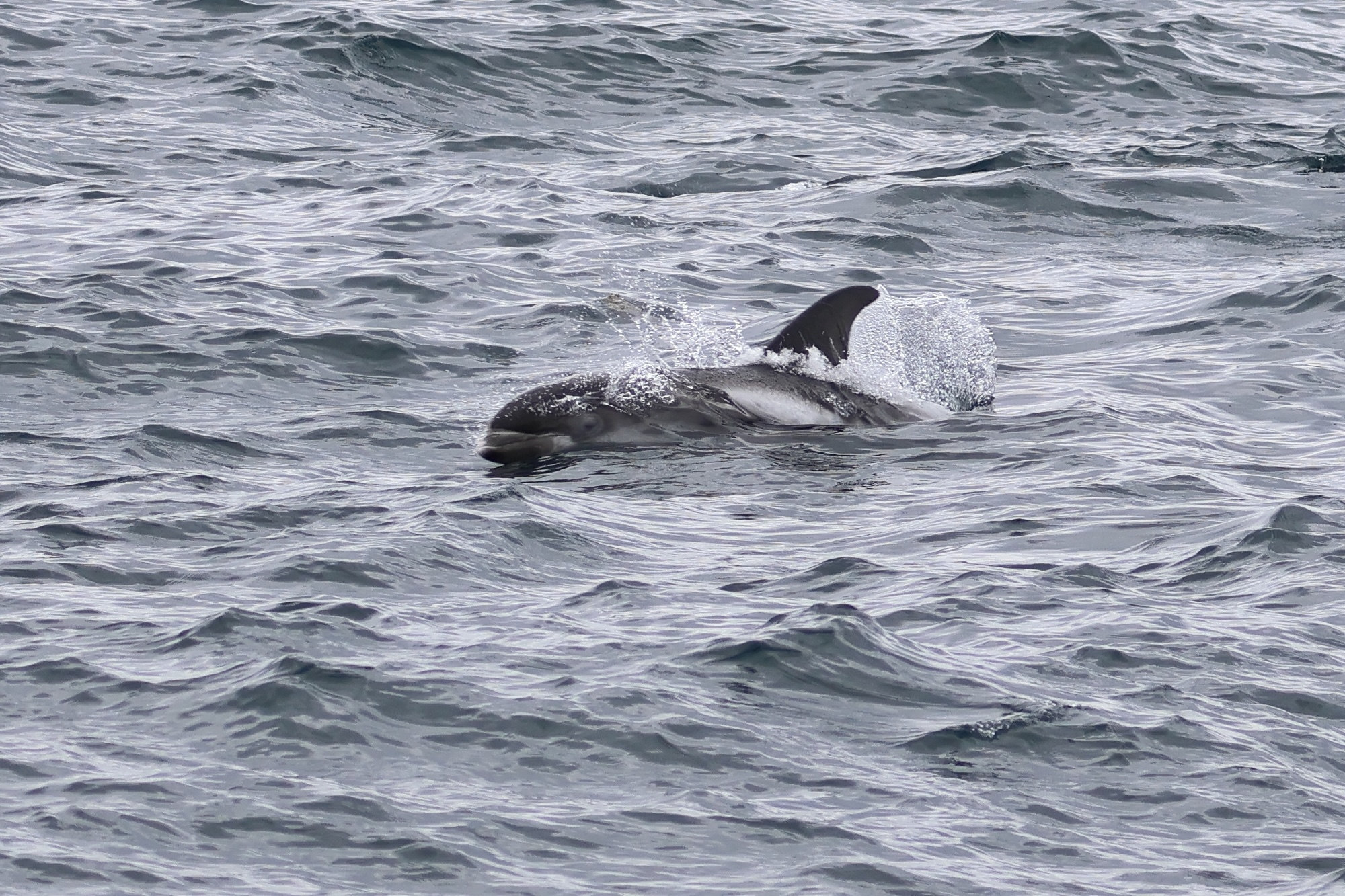 Afficher le média lagenorhynchus_albirostris1bd lagenorhynchus_albirostris1bd