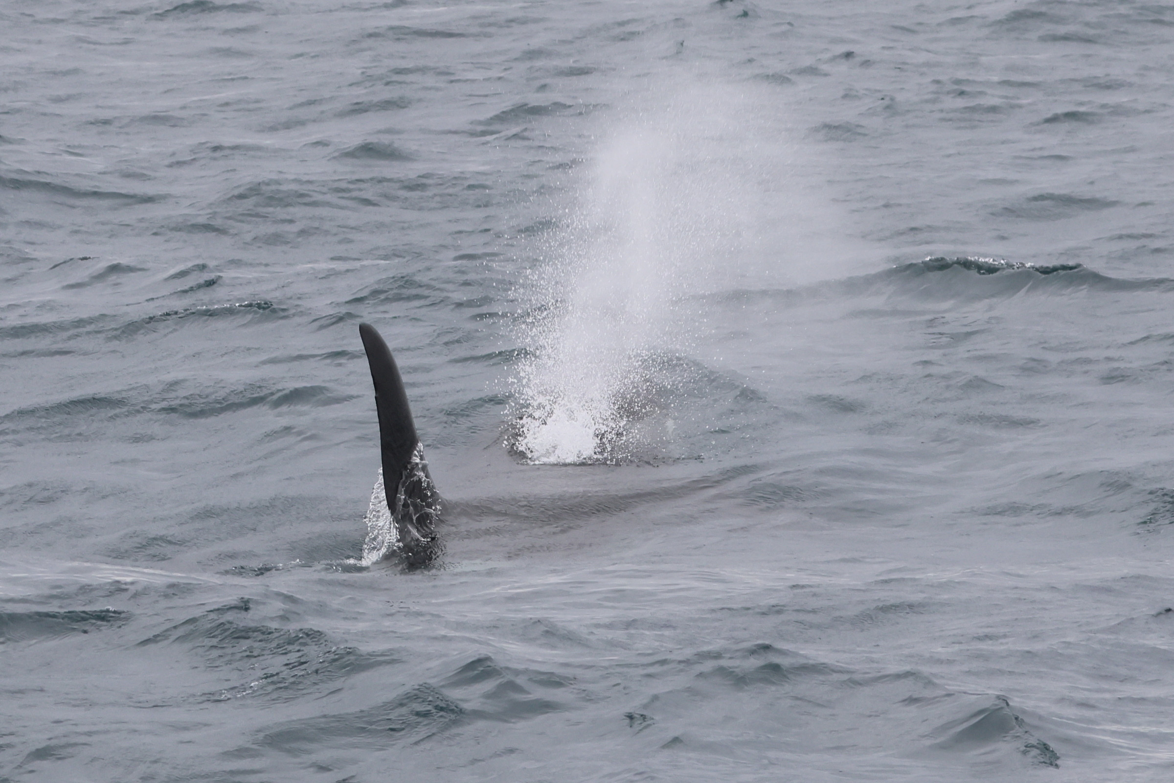 orcinus_orca_souffle1bd