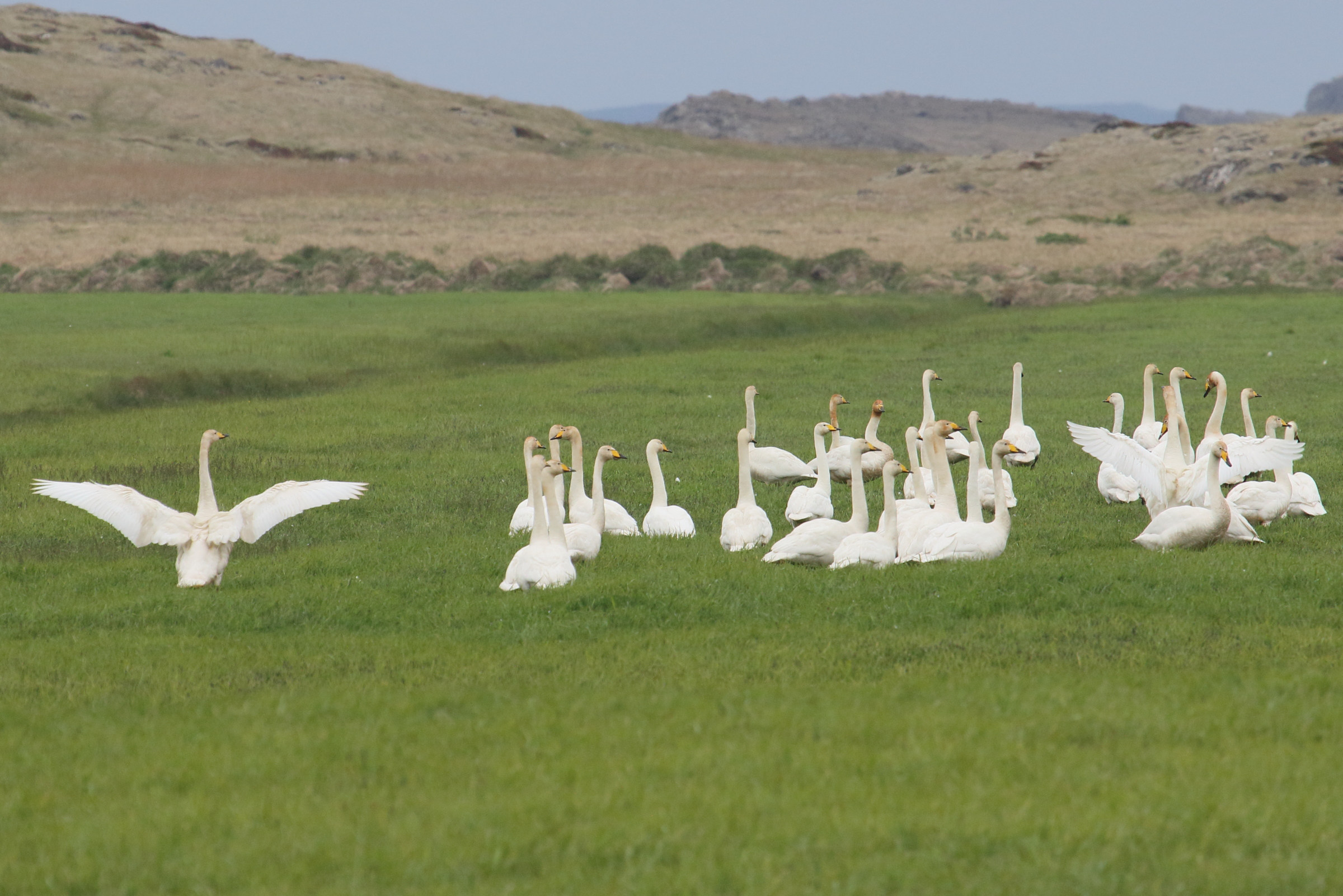 cygne_chanteur_-_cygnus_cygnus8md