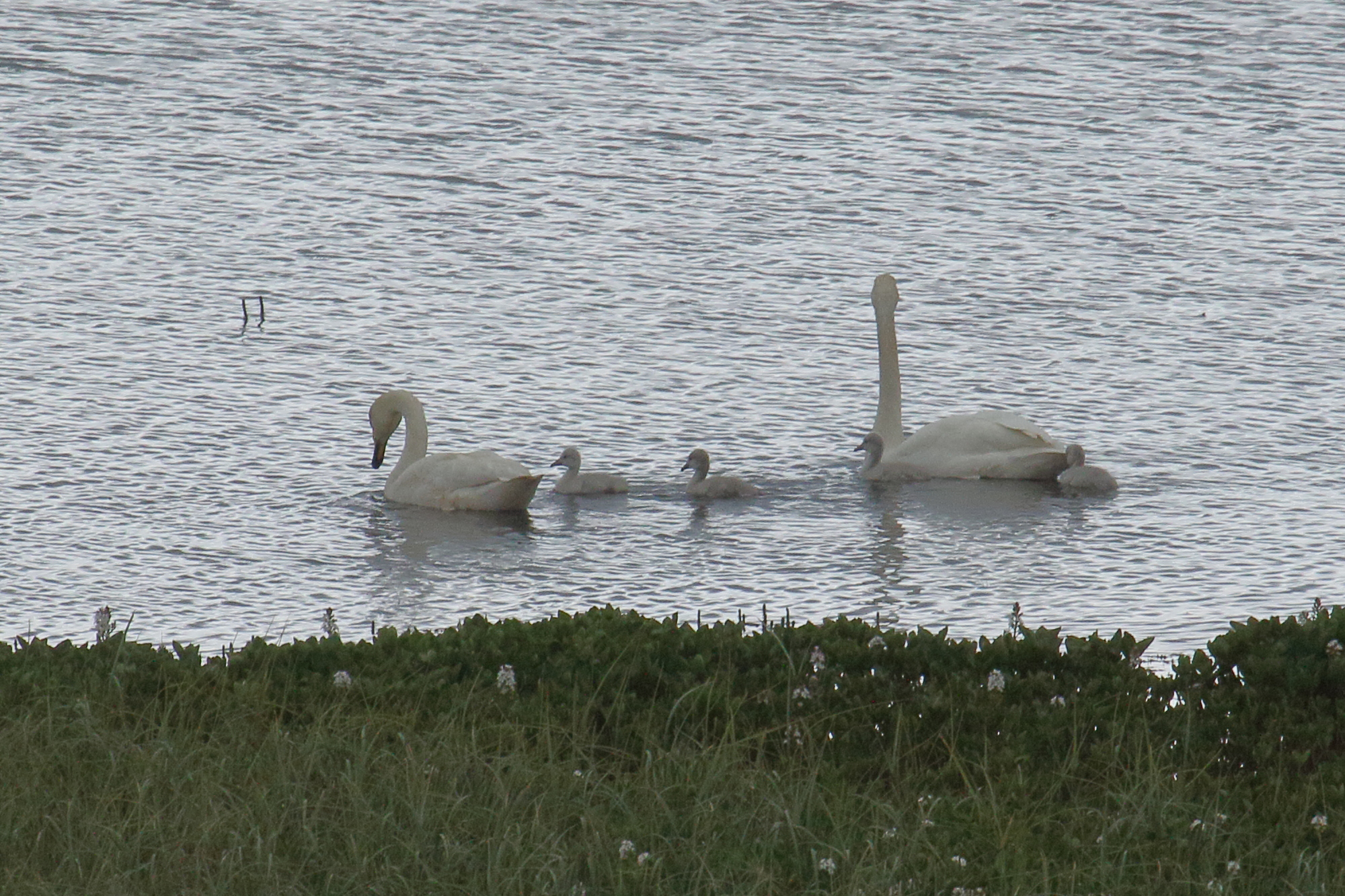 cygne_chanteur_-_cygnus_cygnus9md