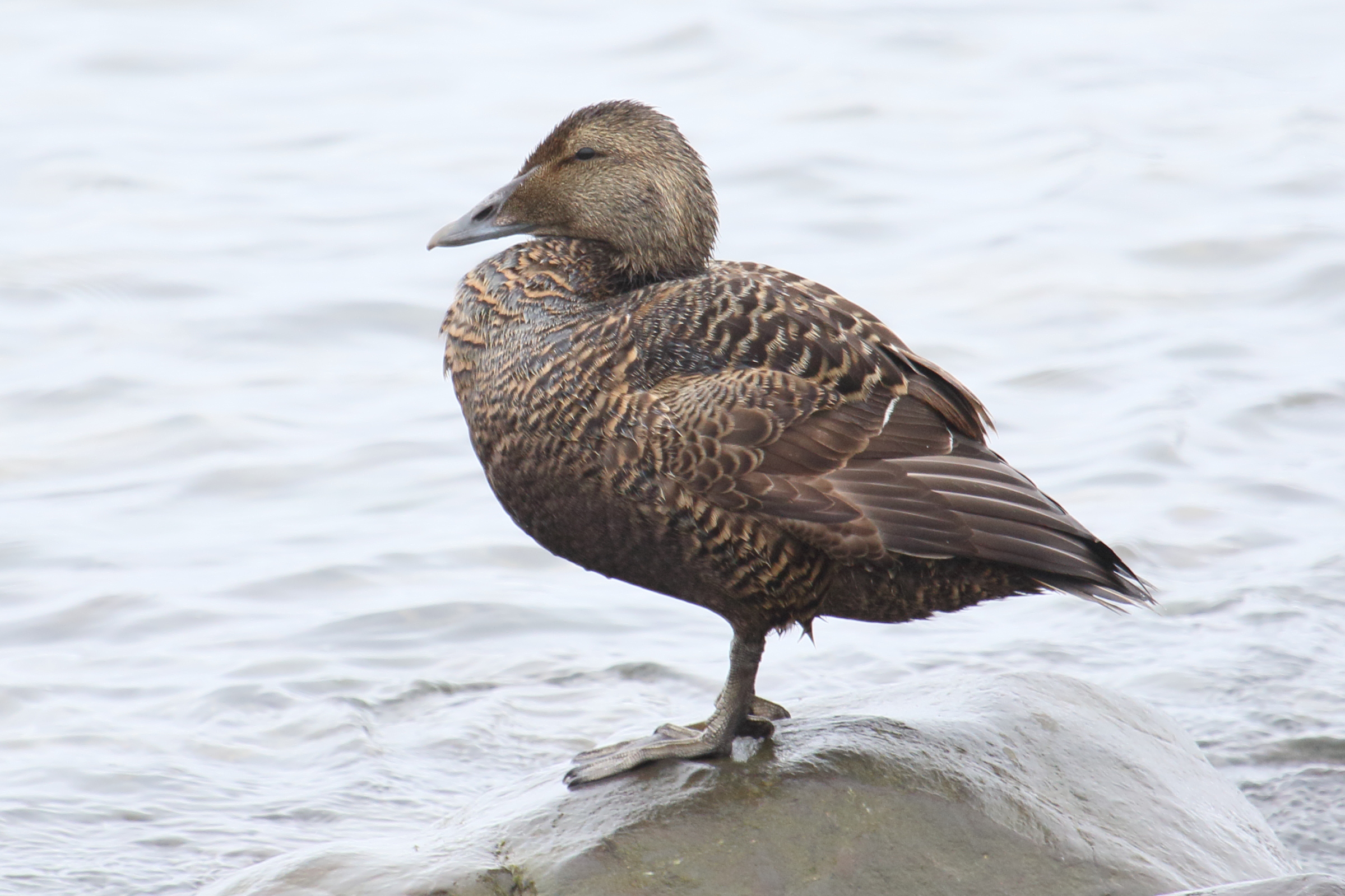 eider_a_duvet_-_somateria_mollissima7md