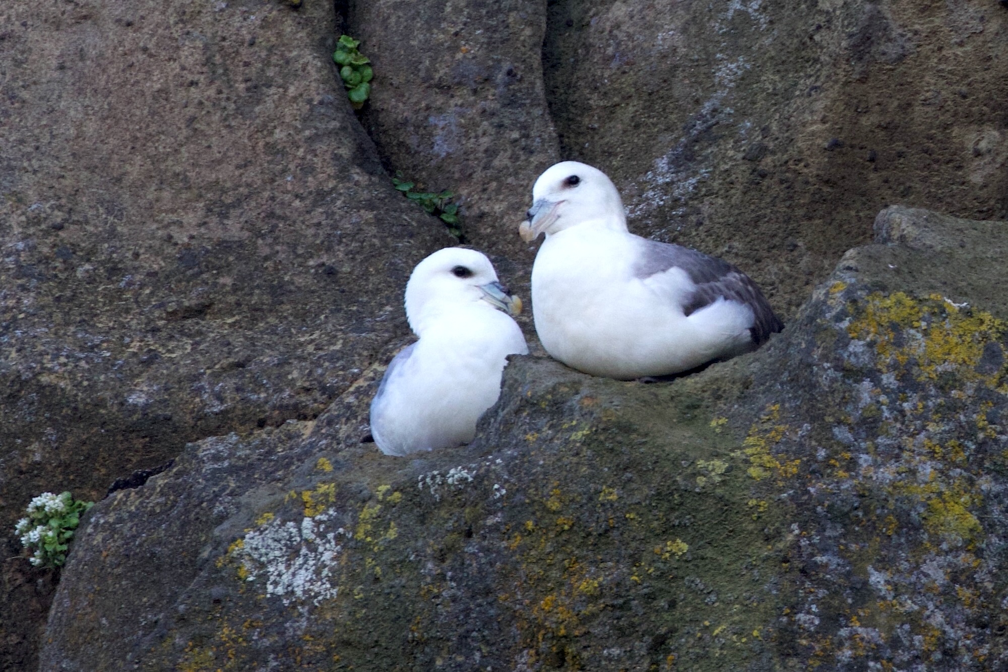 fulmar_boreal_-_fulmarus_glacialis5bd