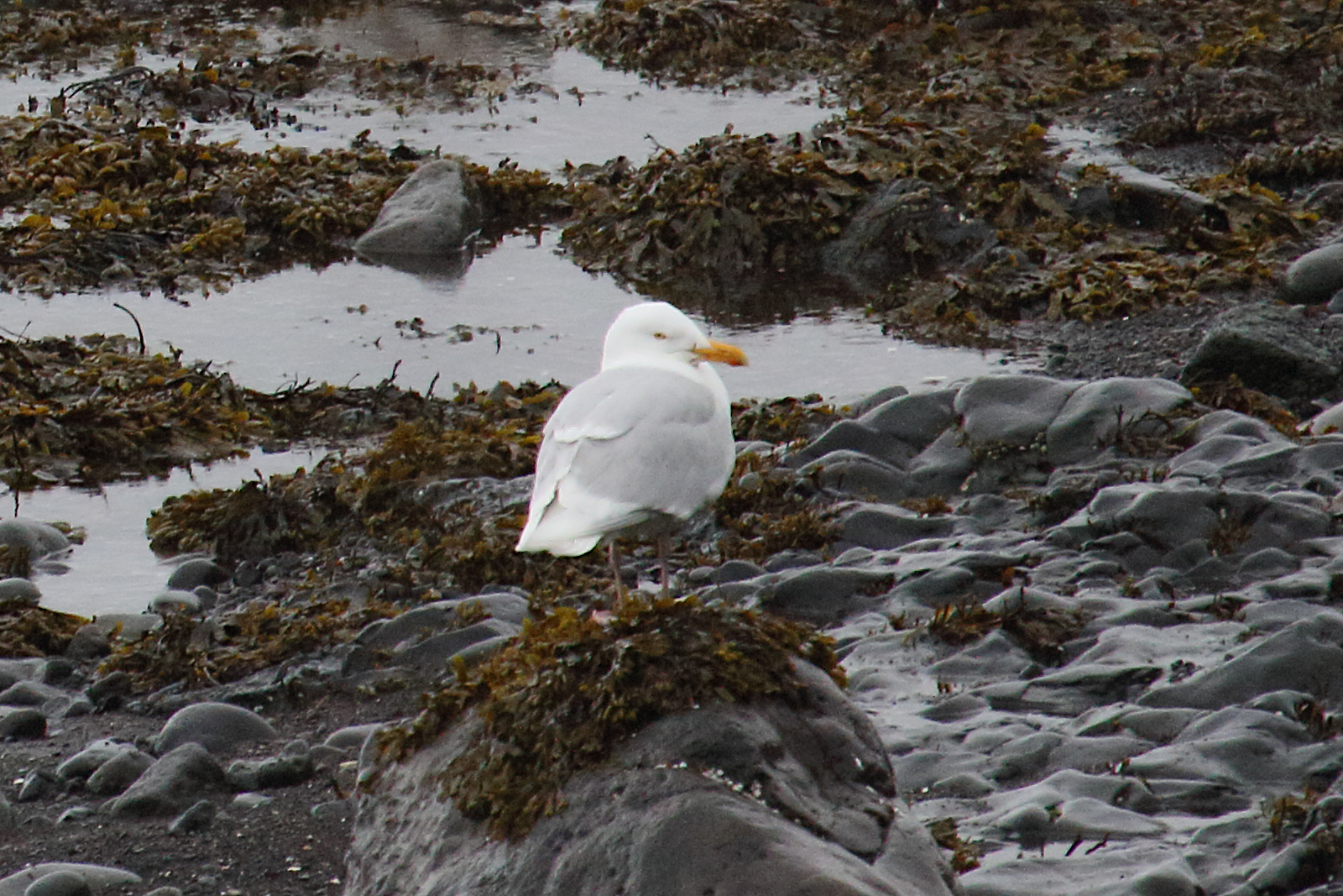 goeland_bourgmestre_-_larus_hyperboreus3md