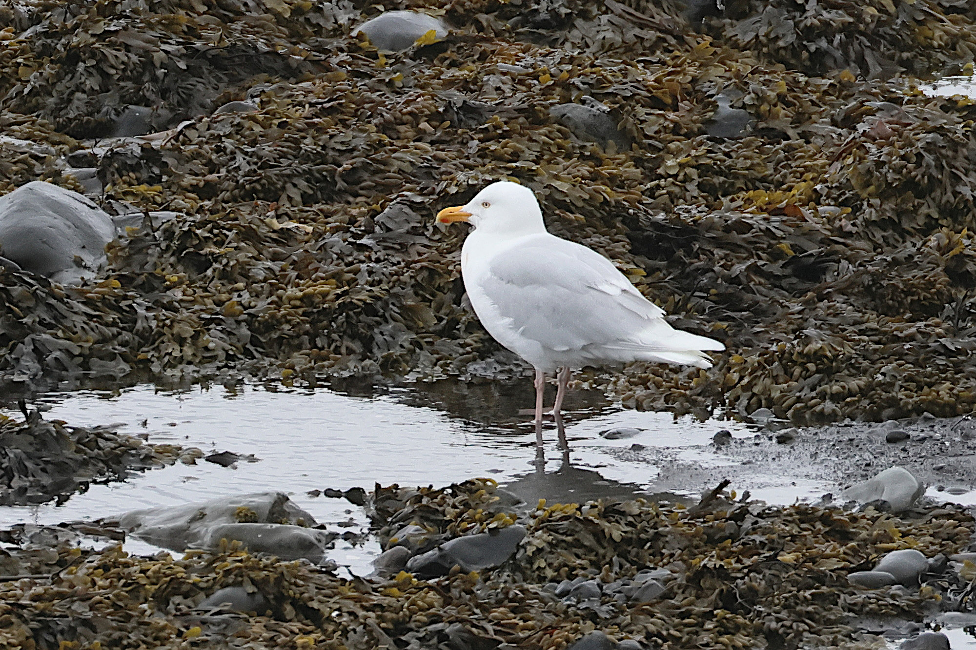 goeland_bourgmestre_-_larus_hyperboreus4bd
