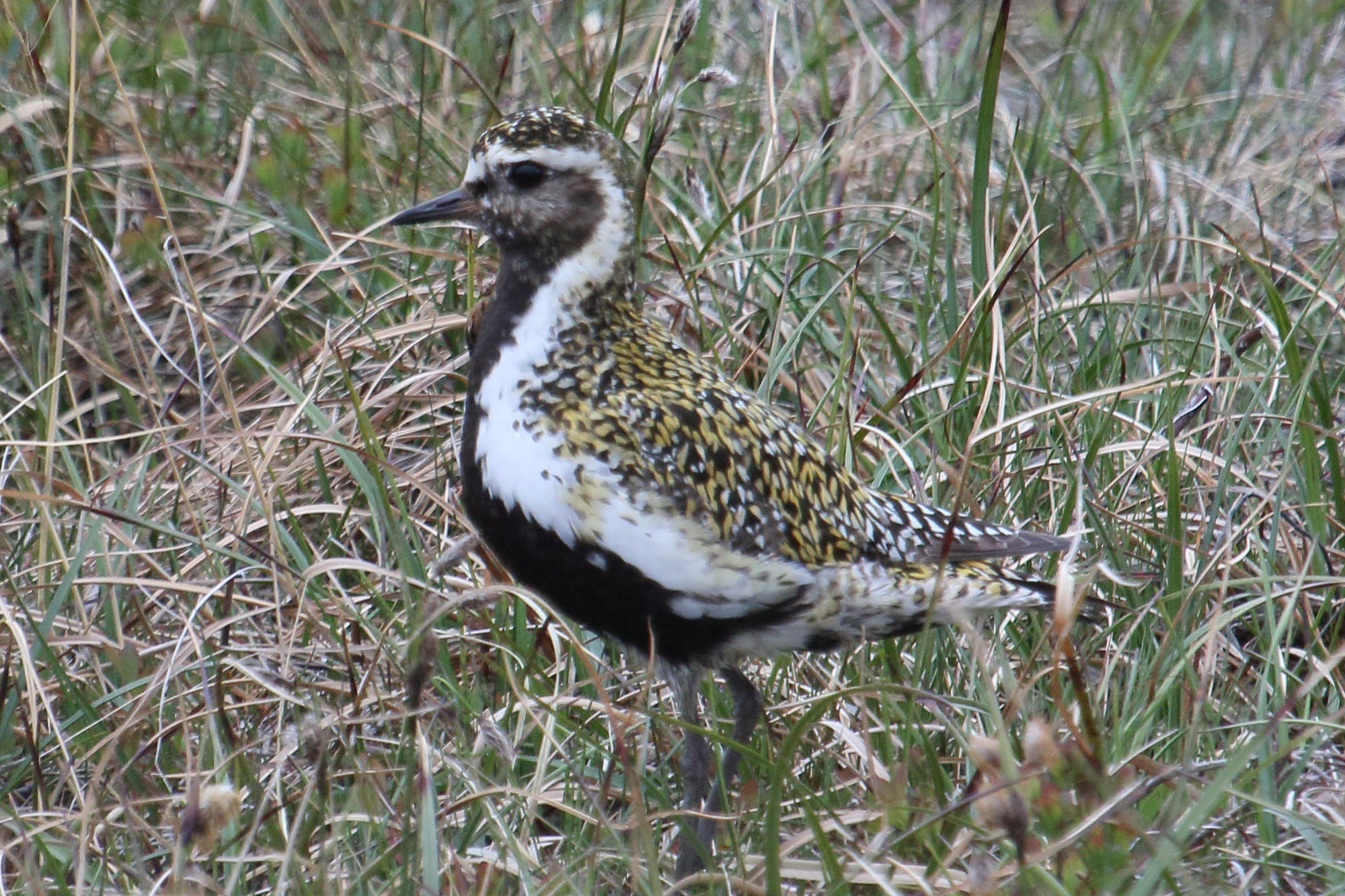 pluvier_dore_-_pluvialis_apricaria3md