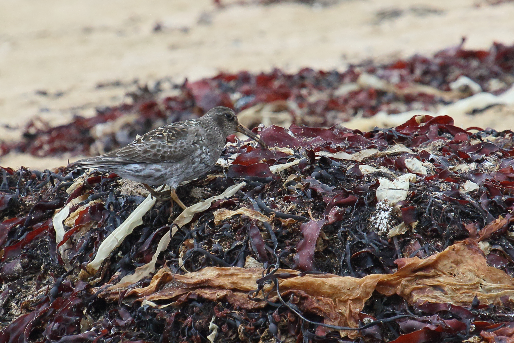 becasseau_violet_-_calidris_maritima8md