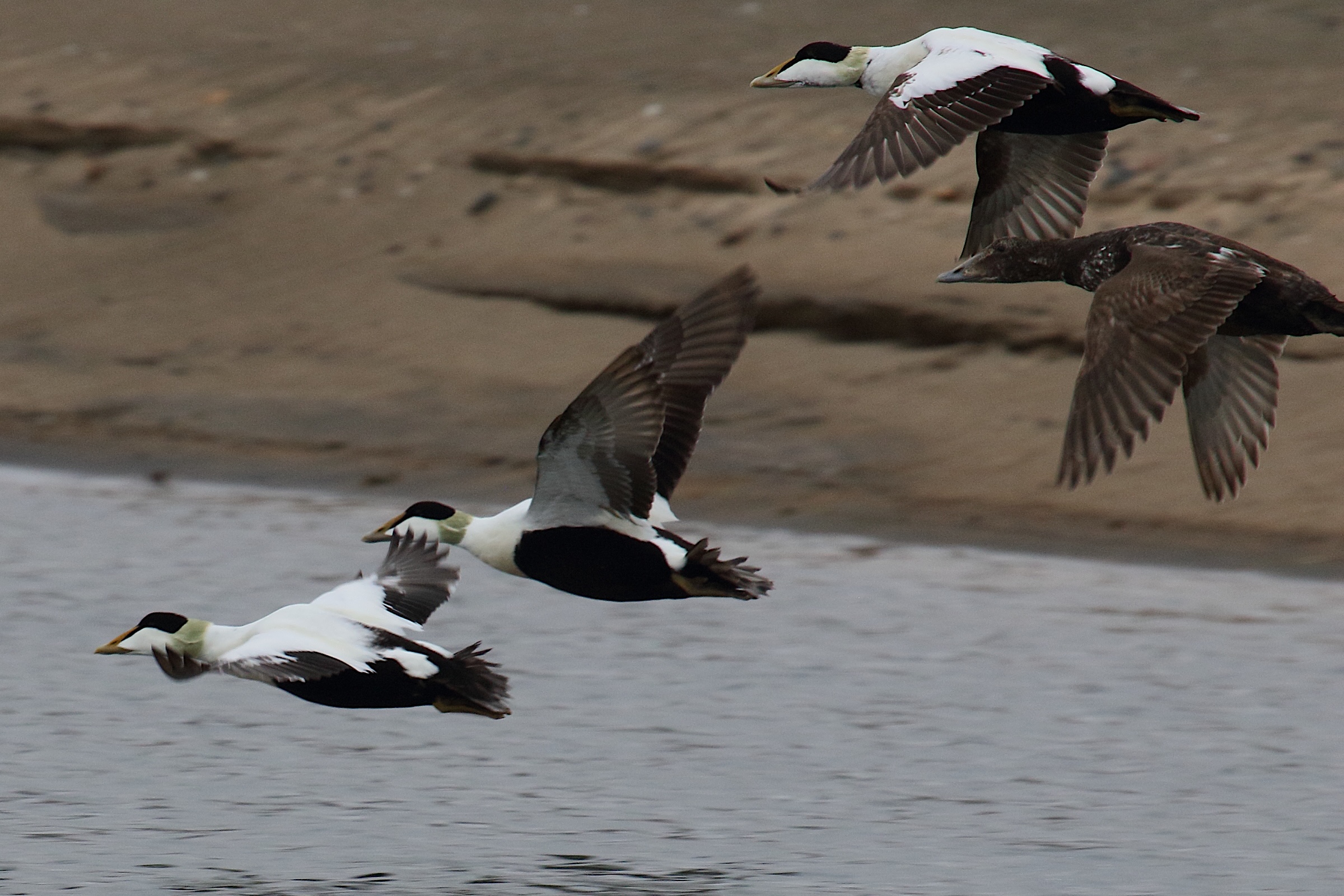 eider_a_duvet_-_somateria_mollissima10md