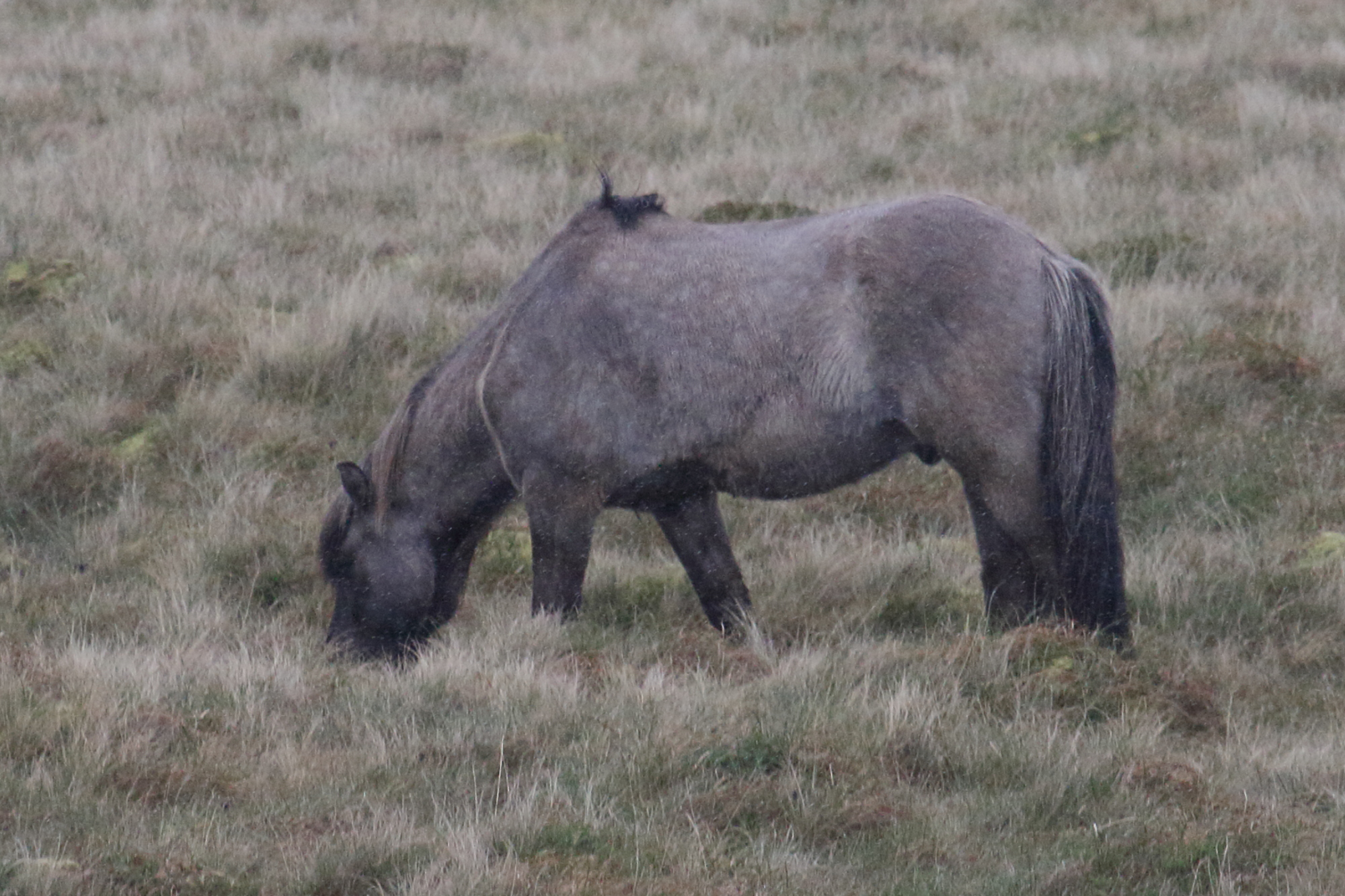 equuq_caballus_islandais2md