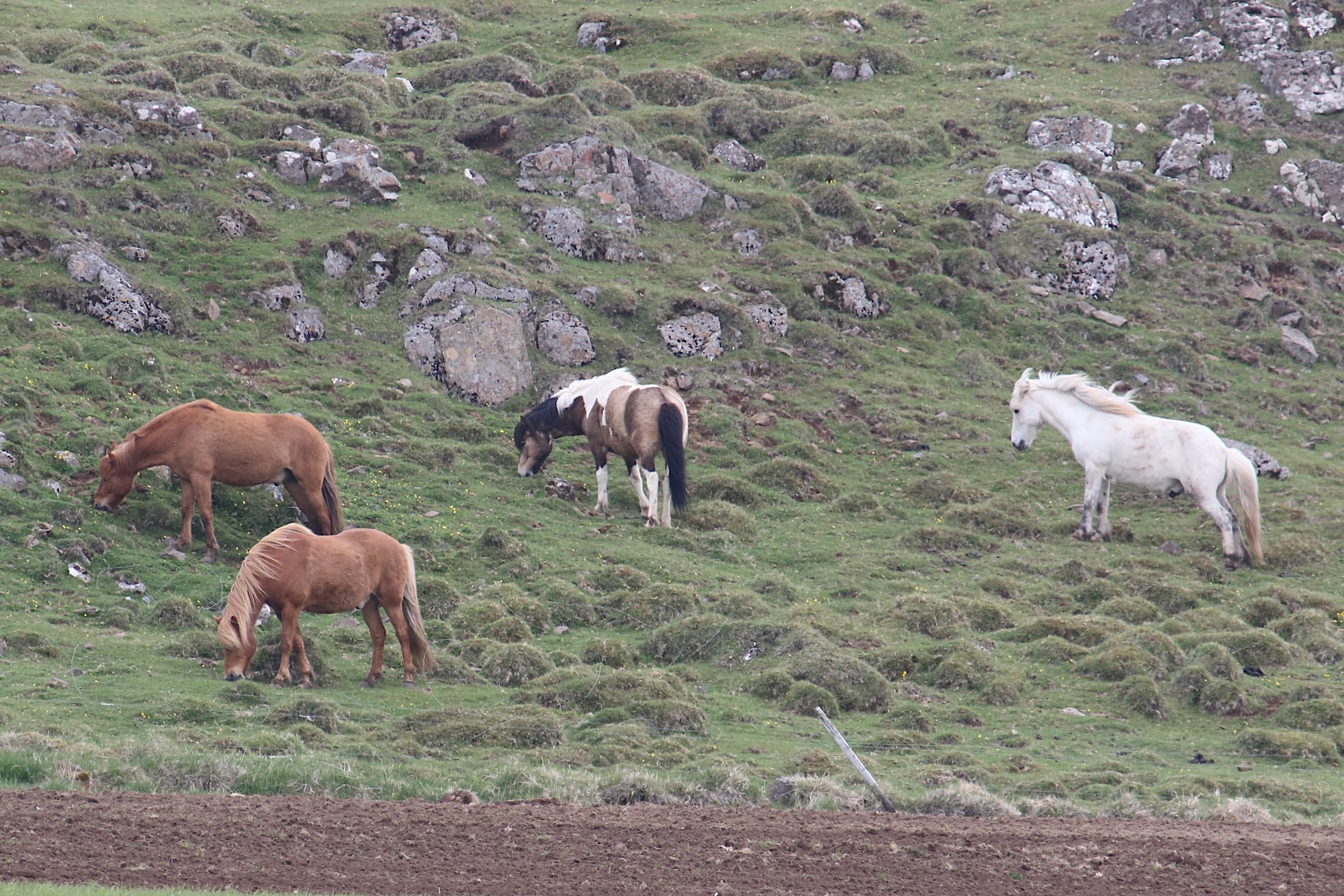 equus_caballus_islandais1md