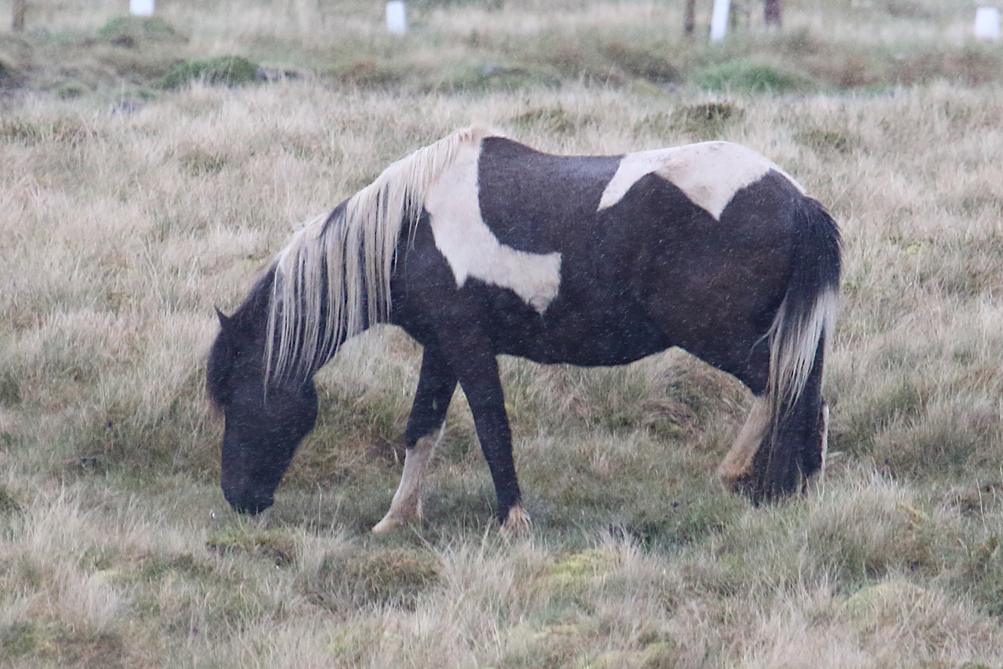 equus_caballus_islandais3md