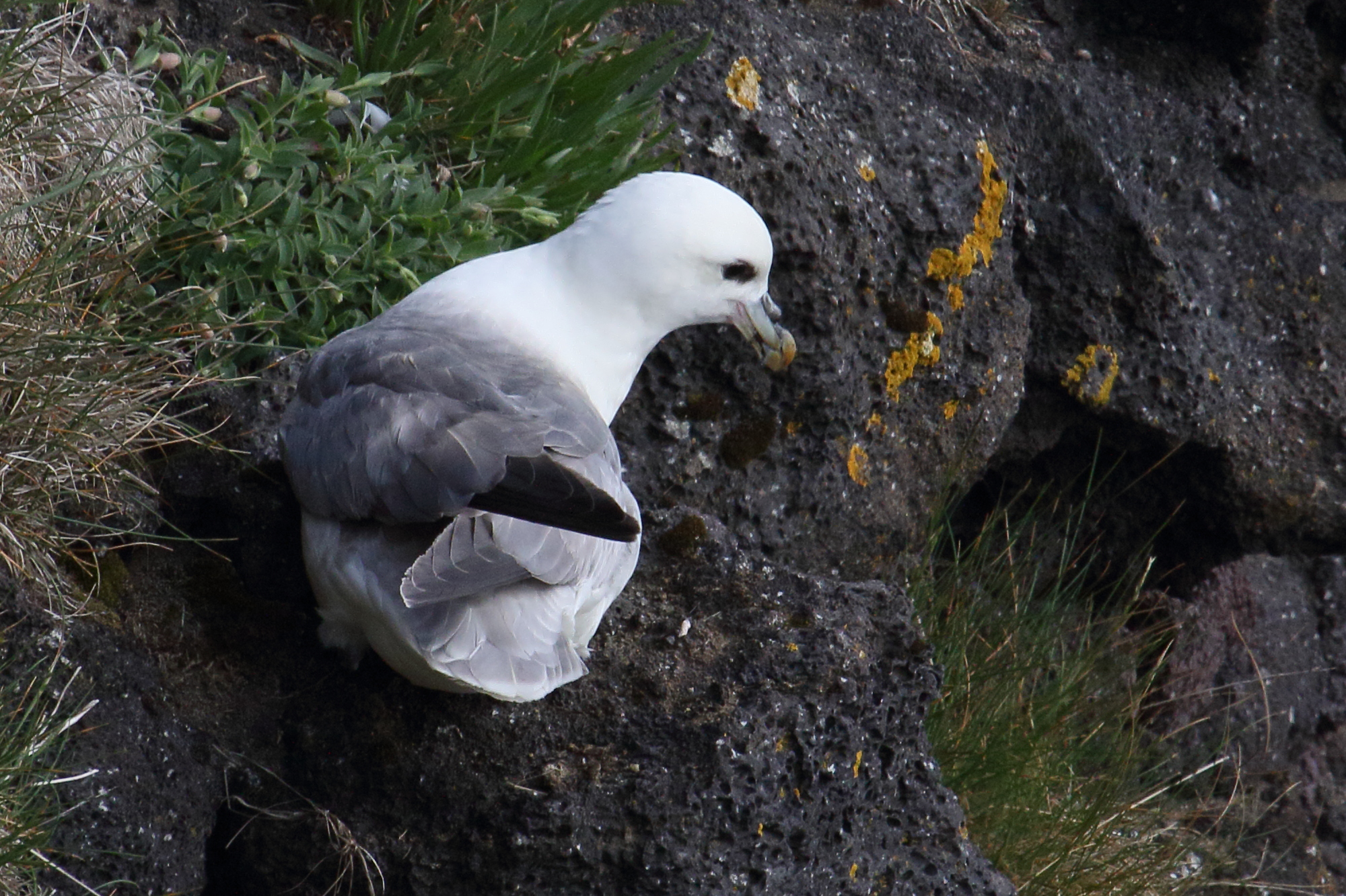 fulmar_boreal_-_fulmarus_glacialis14md