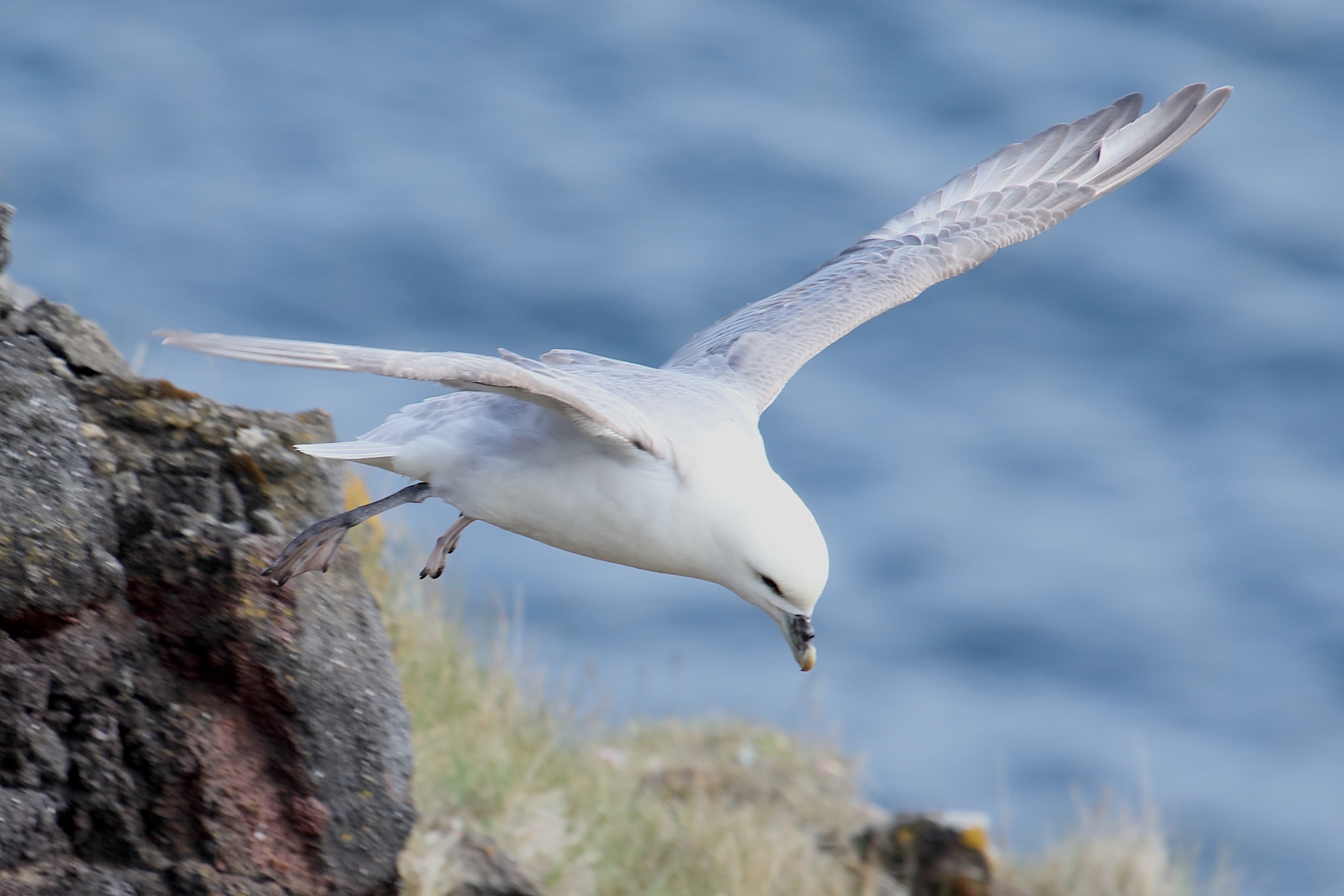 fulmar_boreal_-_fulmarus_glacialis15md