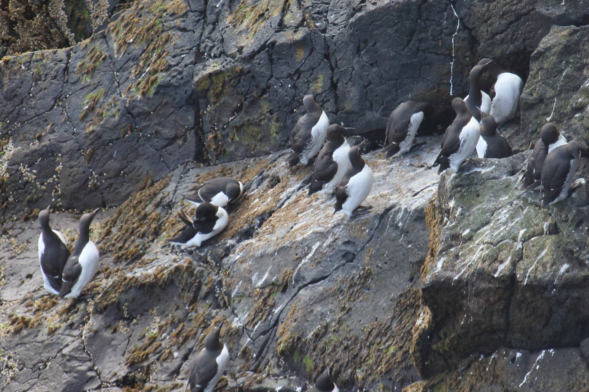 guillemot_de_troil_-_uria_aalge9md
