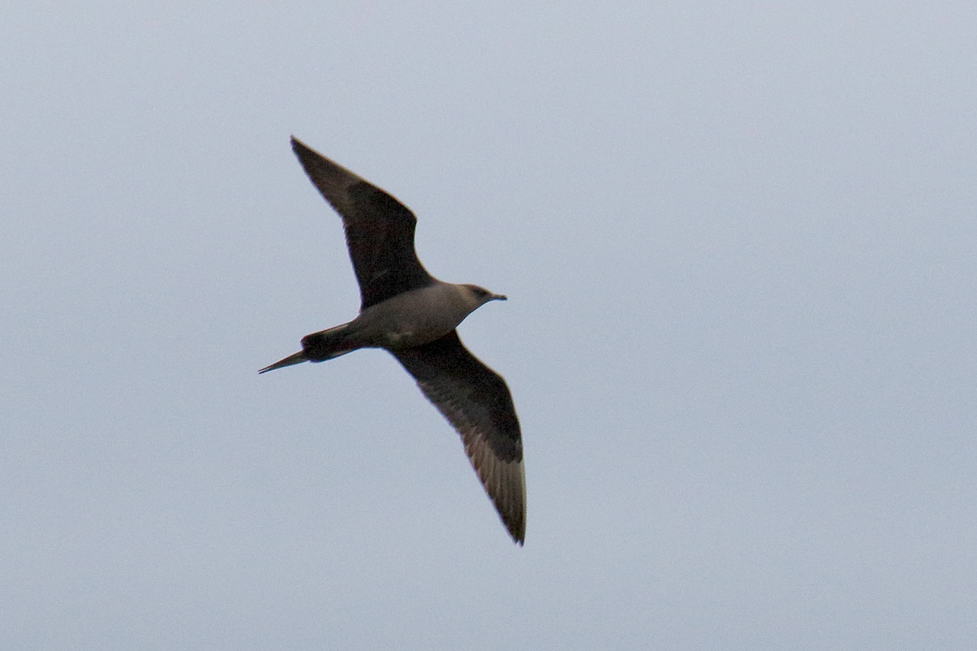 Afficher le média labbe_parasite_-_stercorarius_parasiticus2md labbe_parasite_-_stercorarius_parasiticus2md