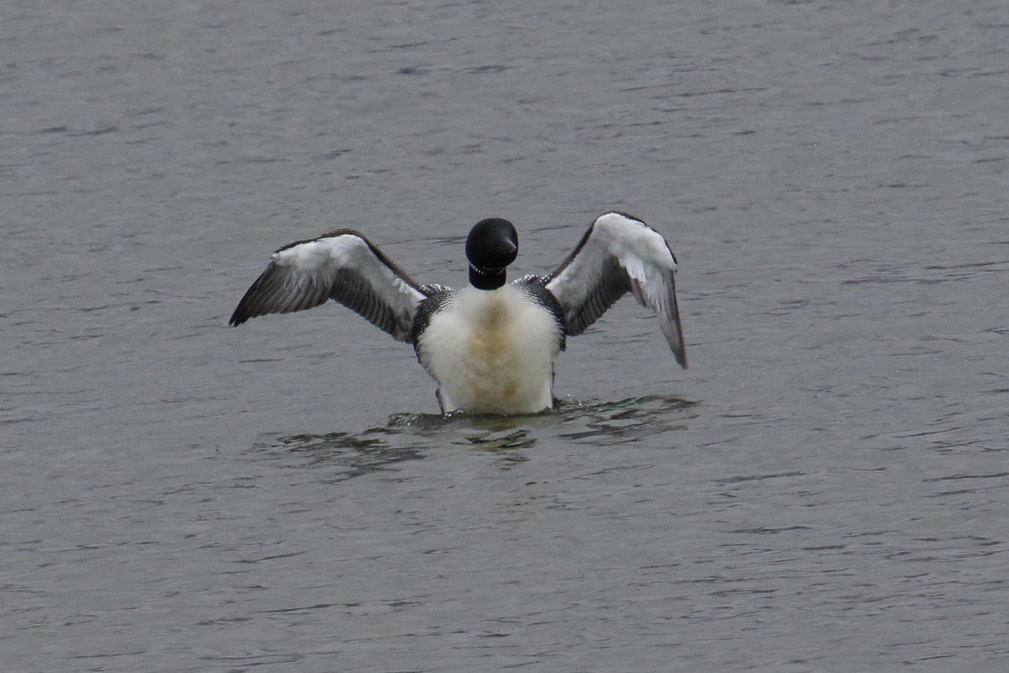 plongeon_imbrin_-_gavia_immer8md