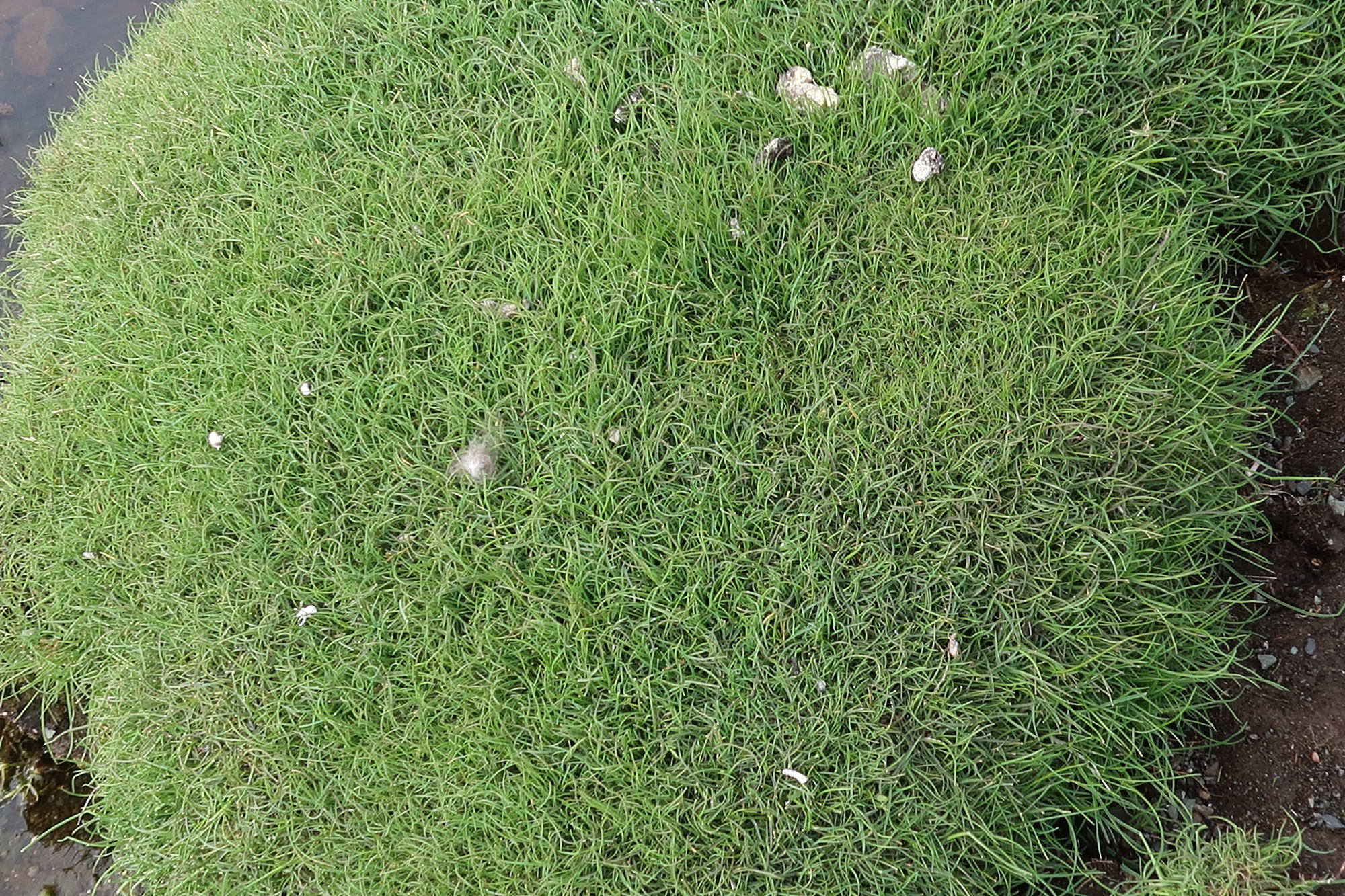 puccinellia_maritima4md