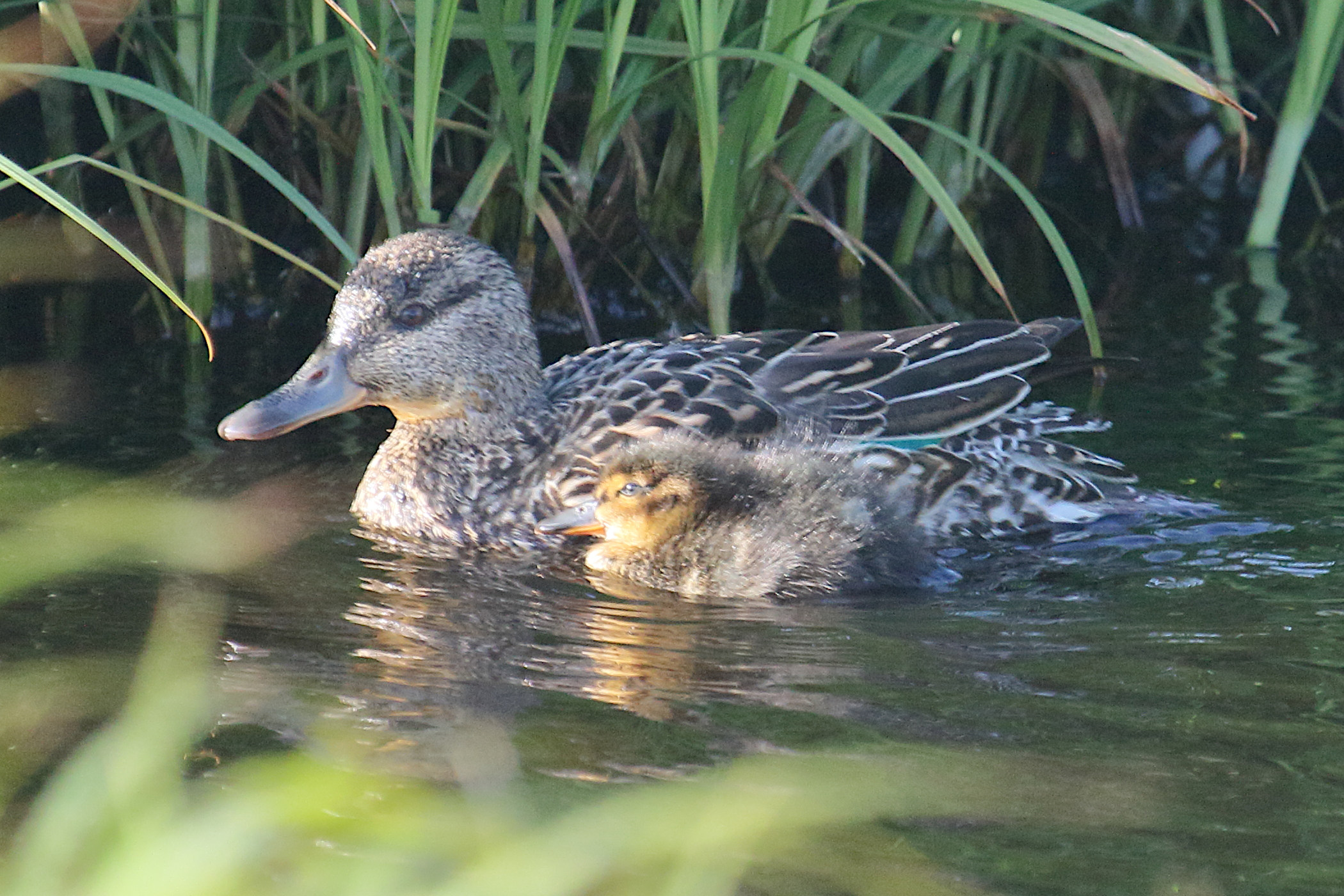 sarcelle_d-hiver_-_anas_crecca13md