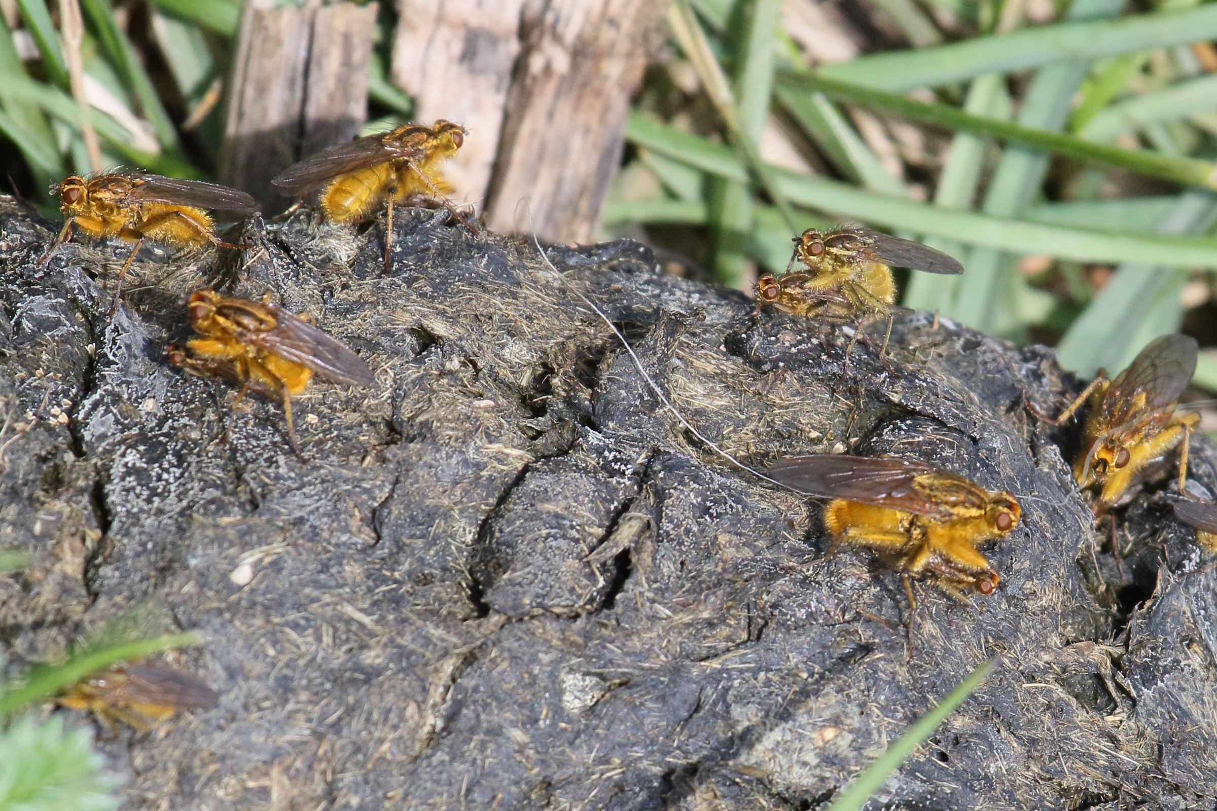 scathophaga_stercoraria13md