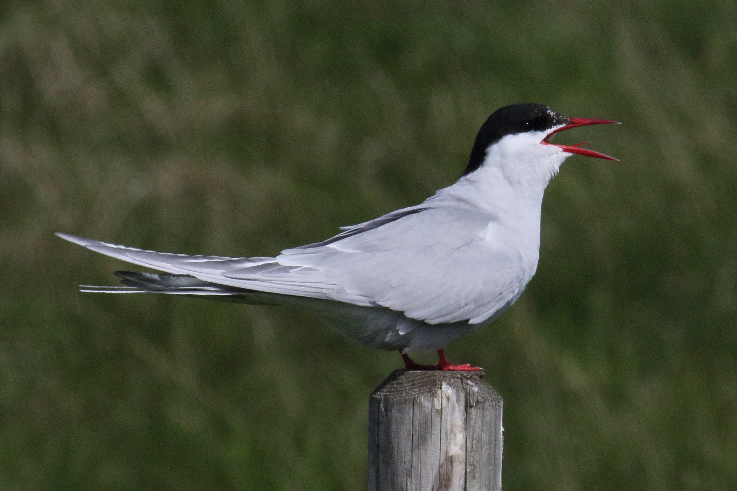 sterne_arctique_-_sterna_paradisaea1md