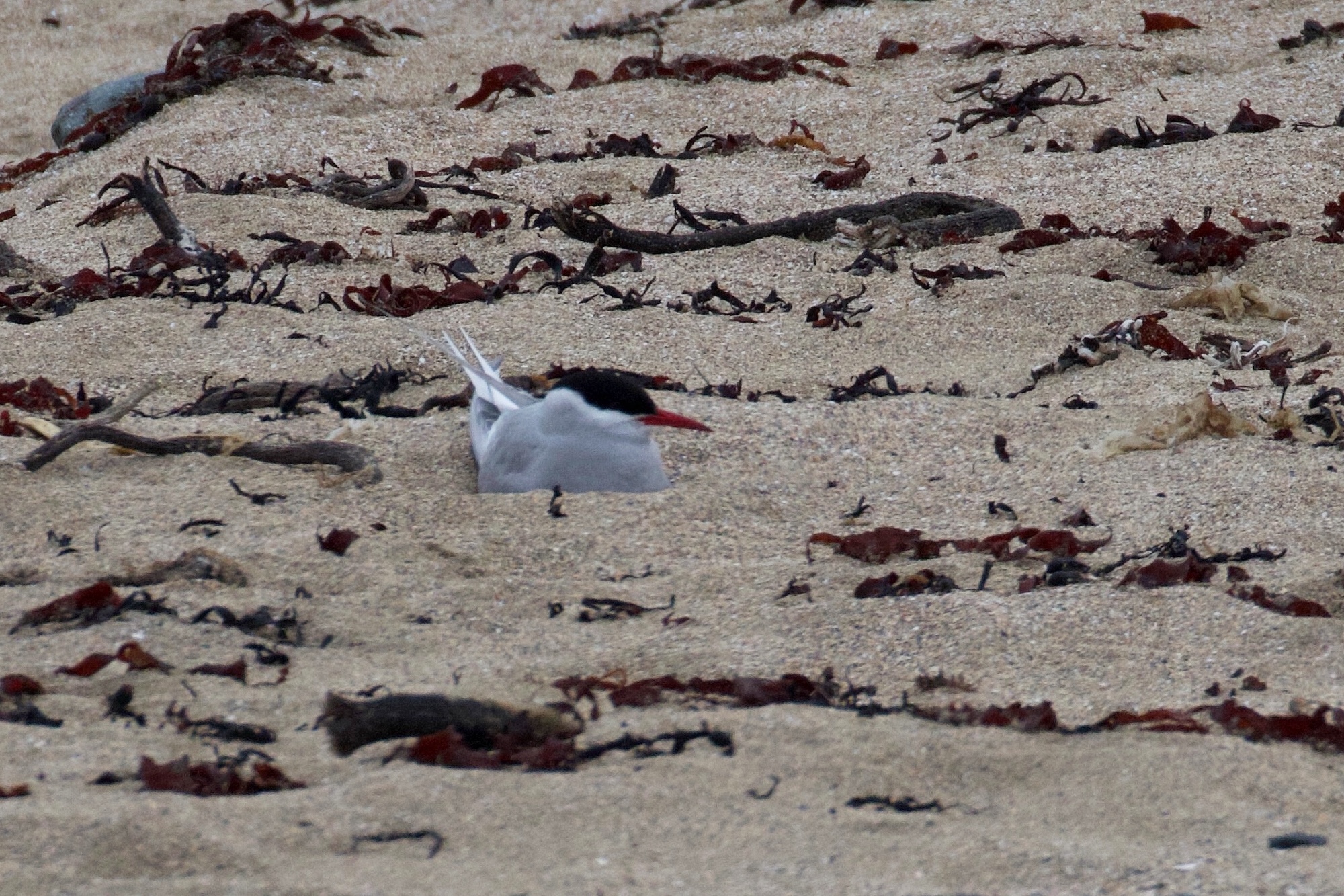 sterne_arctique_-_sterna_paradisaea2bd