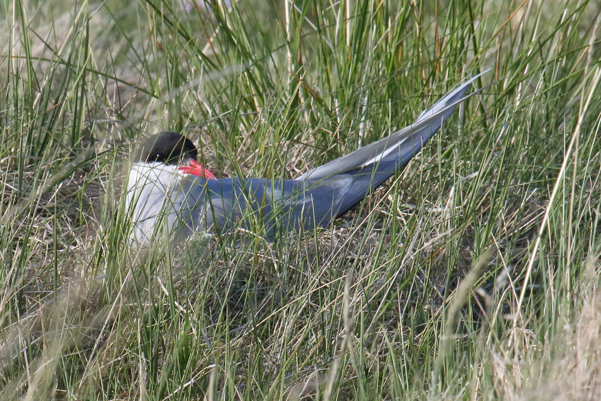 sterne_arctique_-_sterna_paradisaea3md