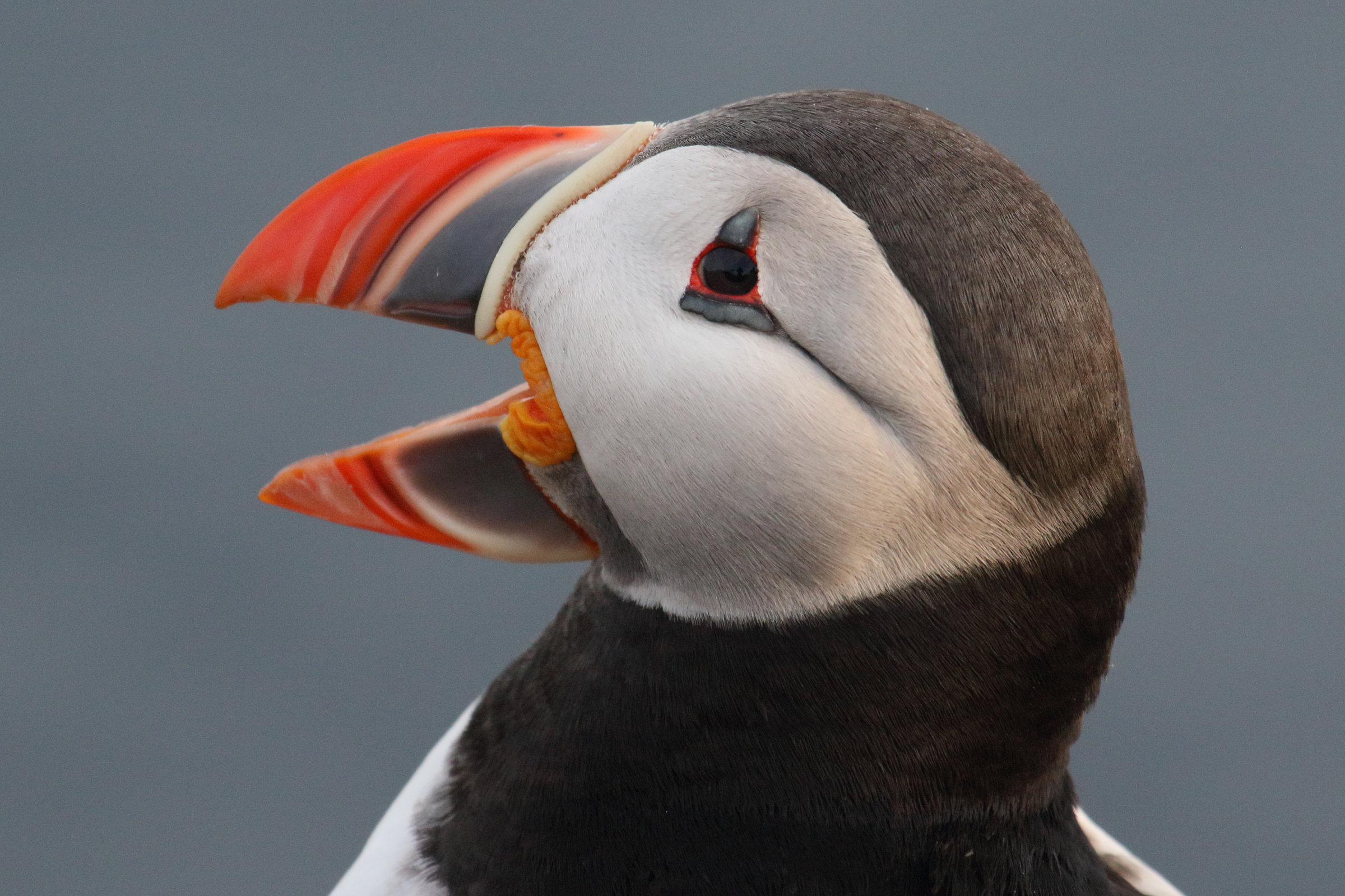 macareux_moine_-_fratercula_arctica10md