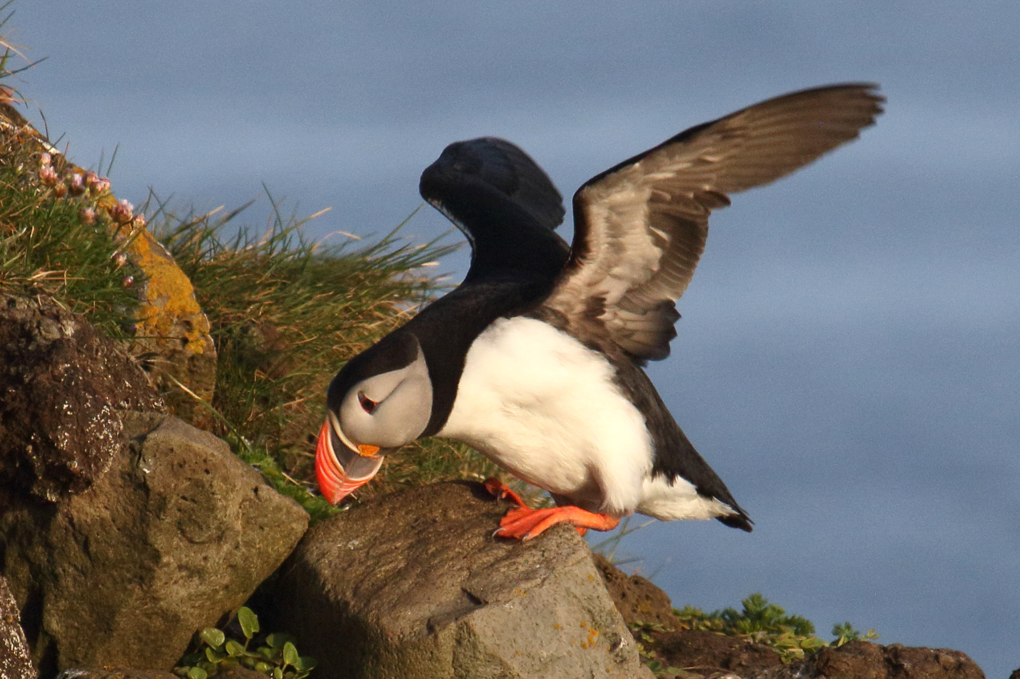 macareux_moine_-_fratercula_arctica7md