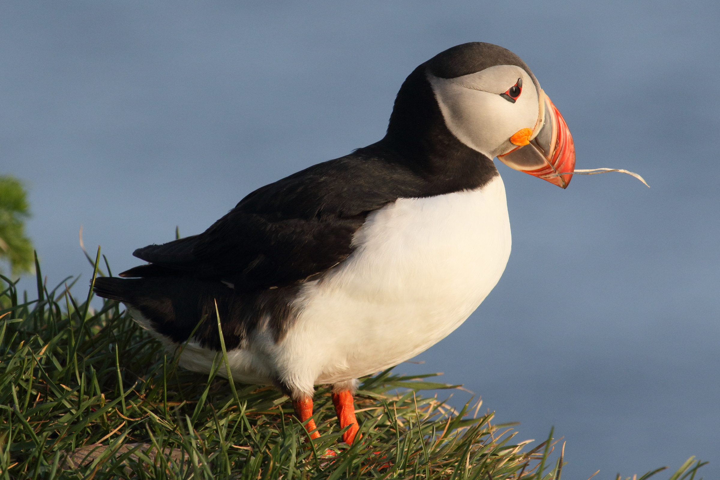 macareux_moine_-_fratercula_arctica9md