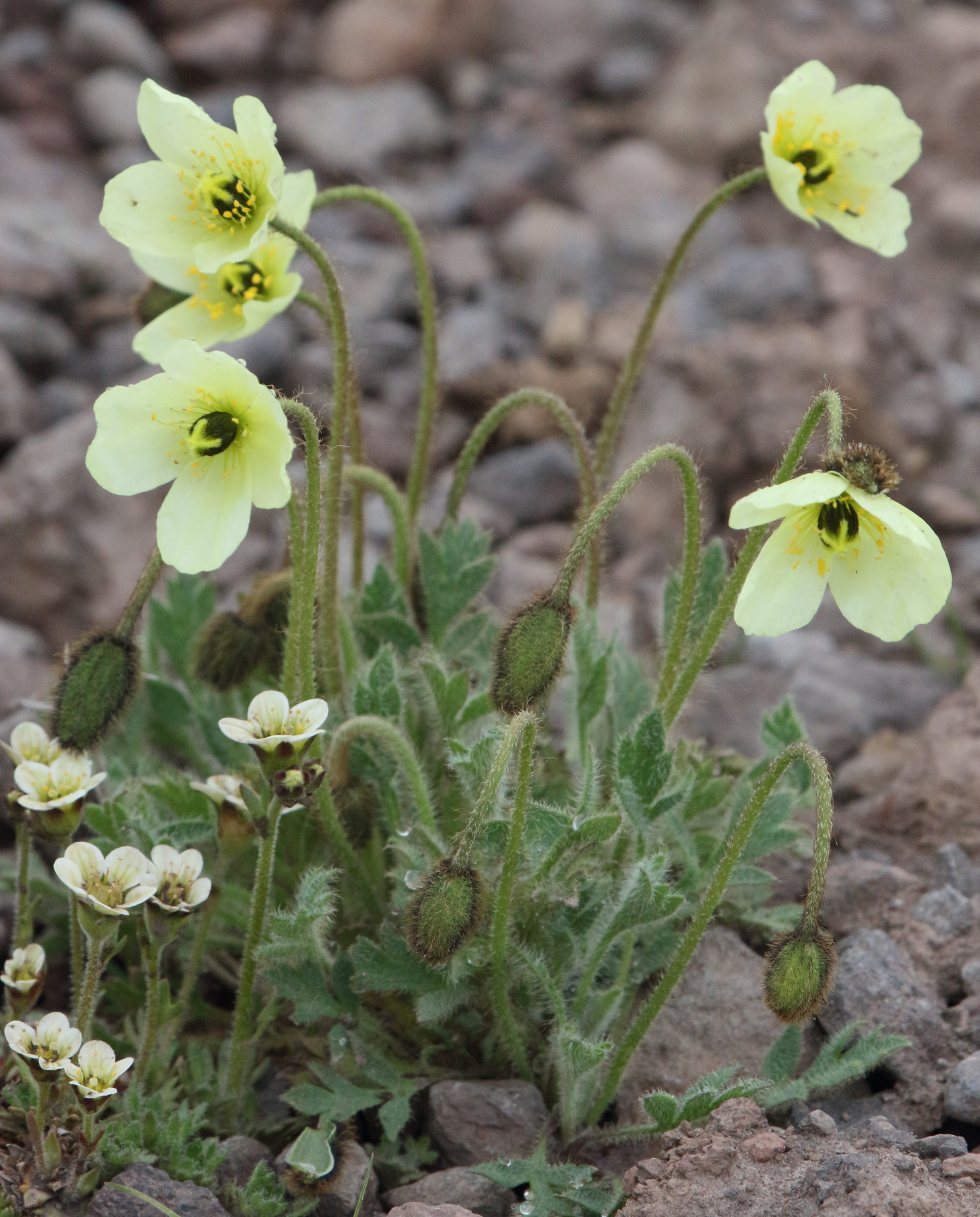 Afficher le média papaver_radicatum1md papaver_radicatum1md