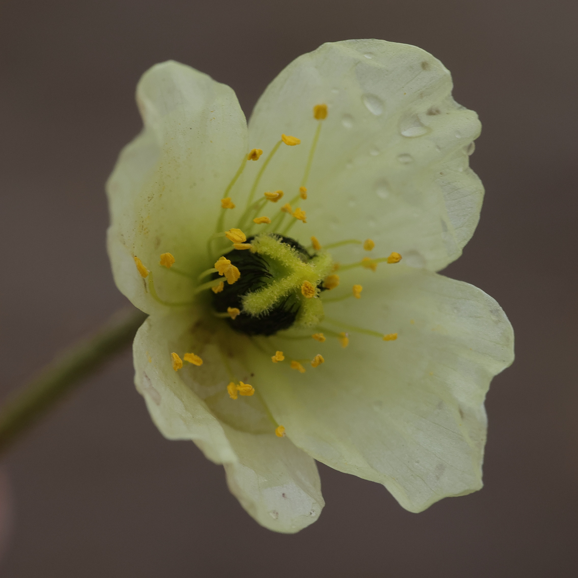 Afficher le média papaver_radicatum3md papaver_radicatum3md