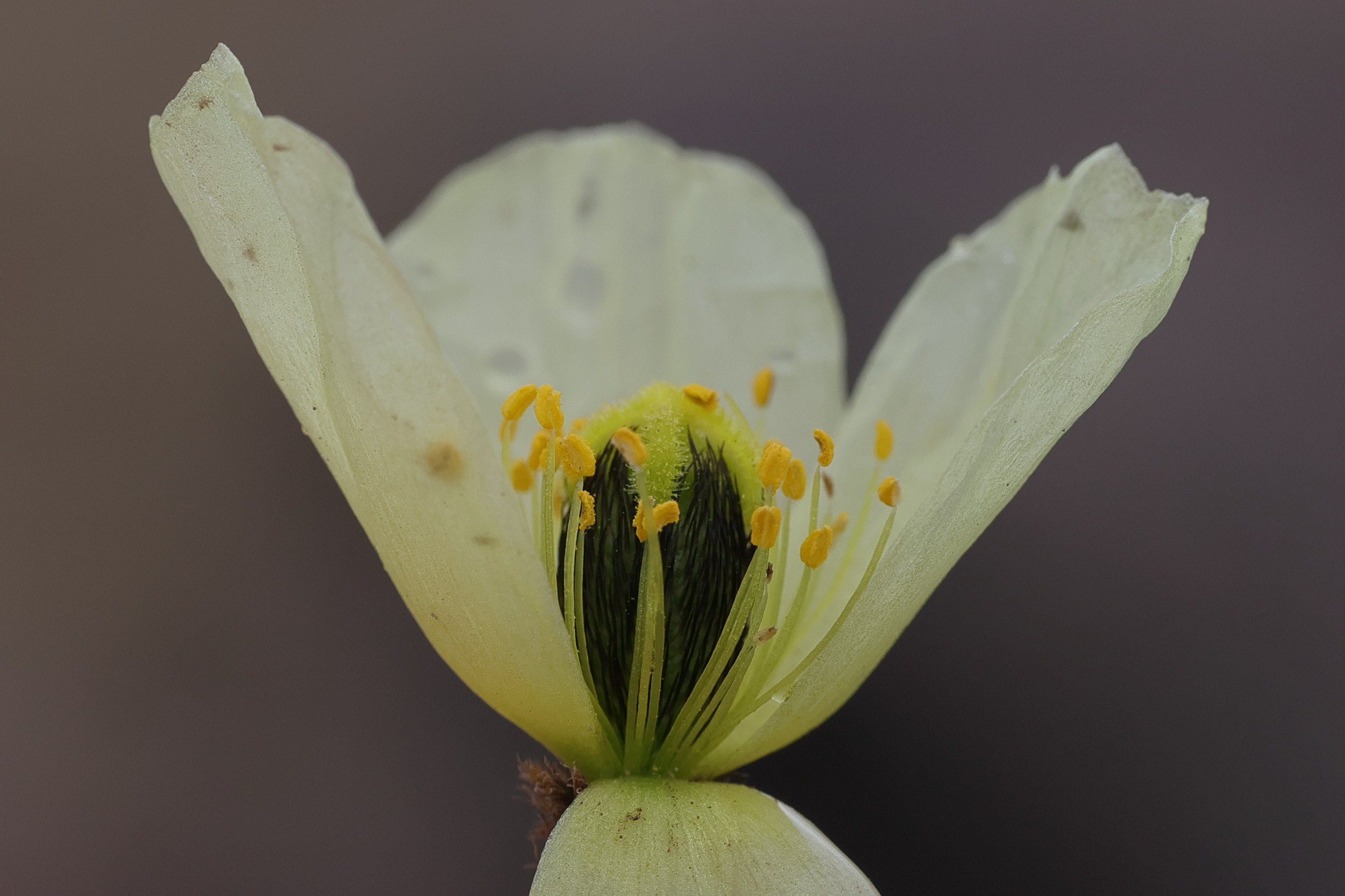 Afficher le média papaver_radicatum4md papaver_radicatum4md