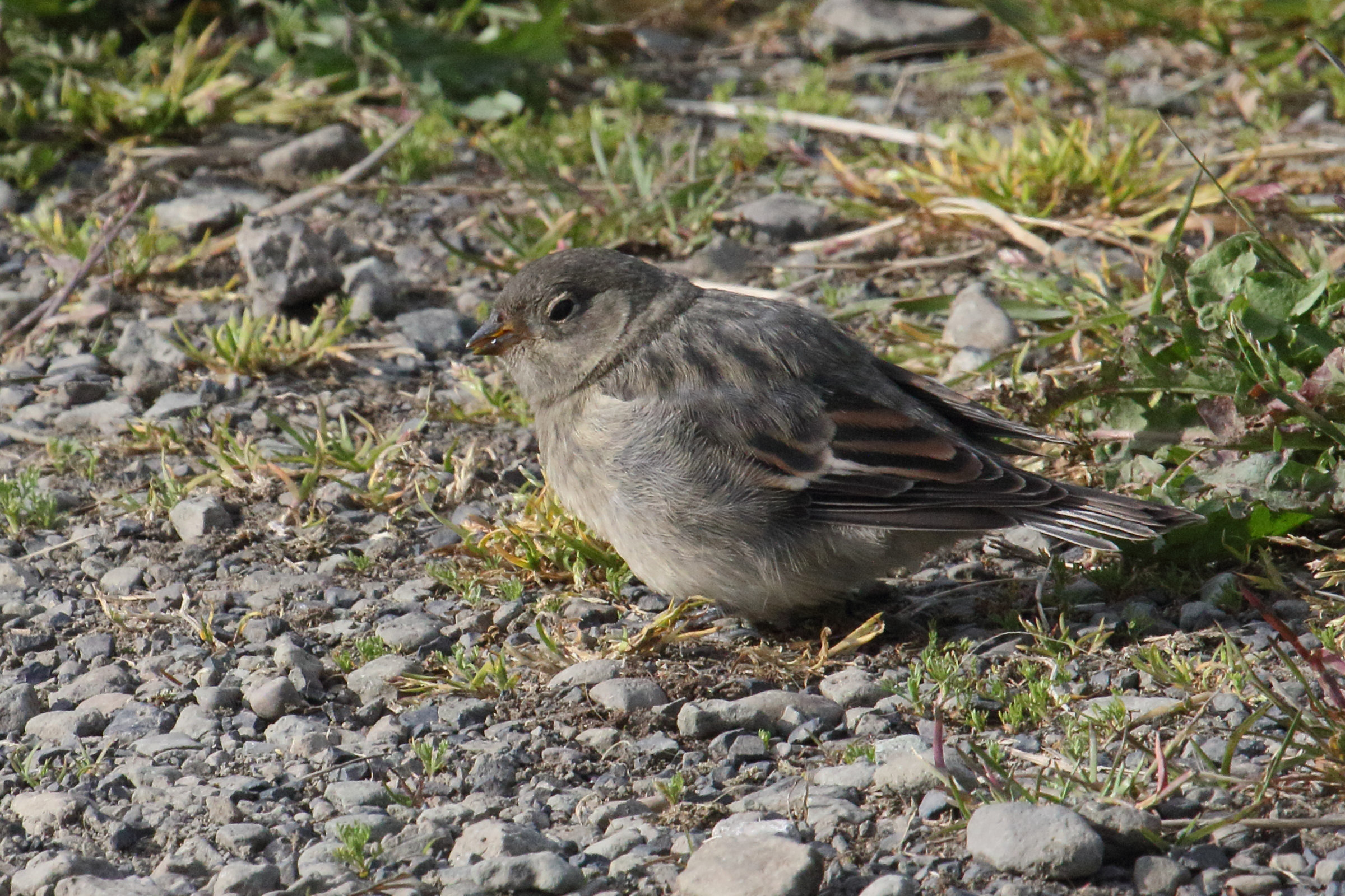 bruant_des_neiges_-_plectrophenax_nivalis1md