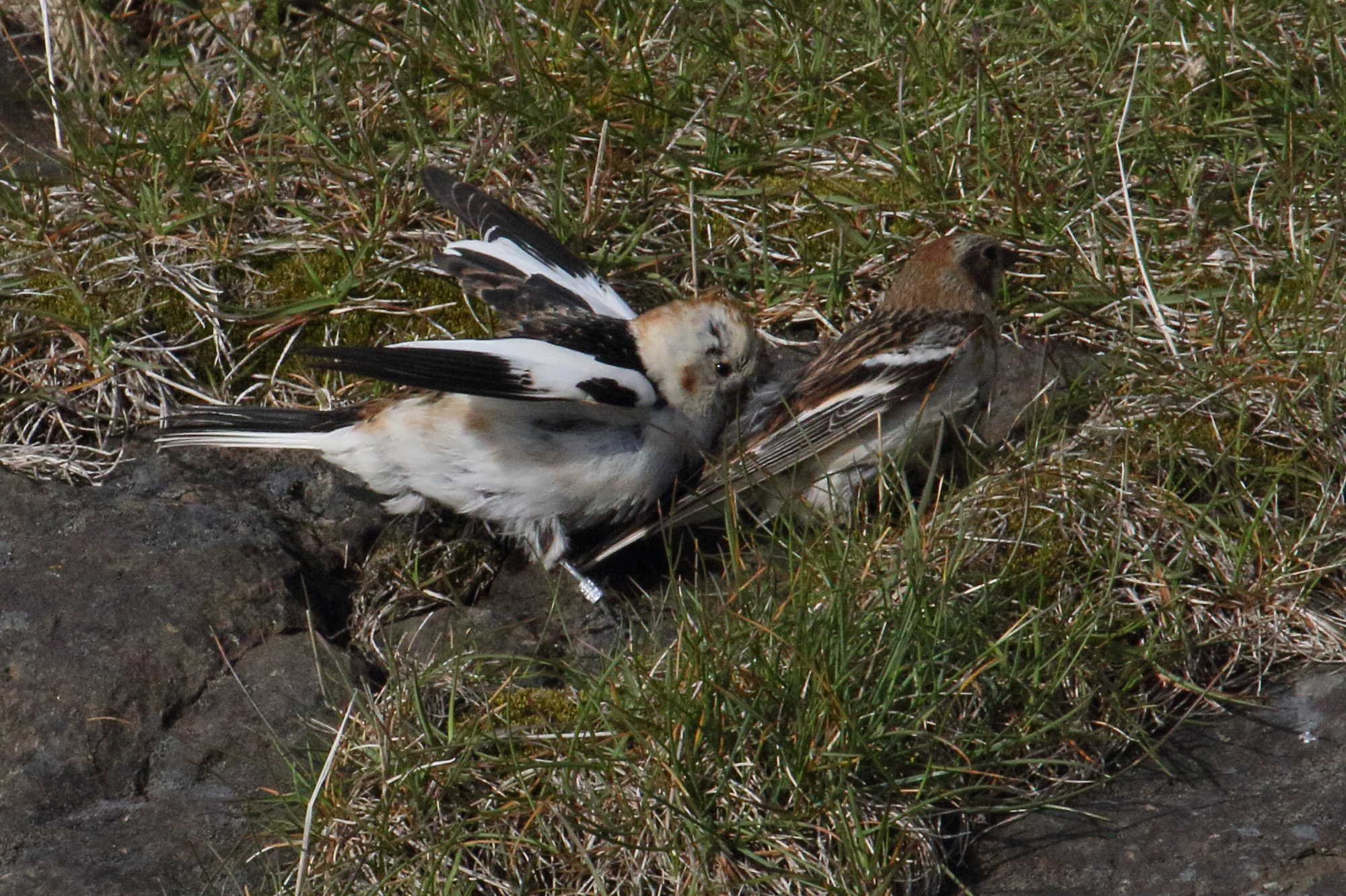 bruant_des_neiges_-_plectrophenax_nivalis2md