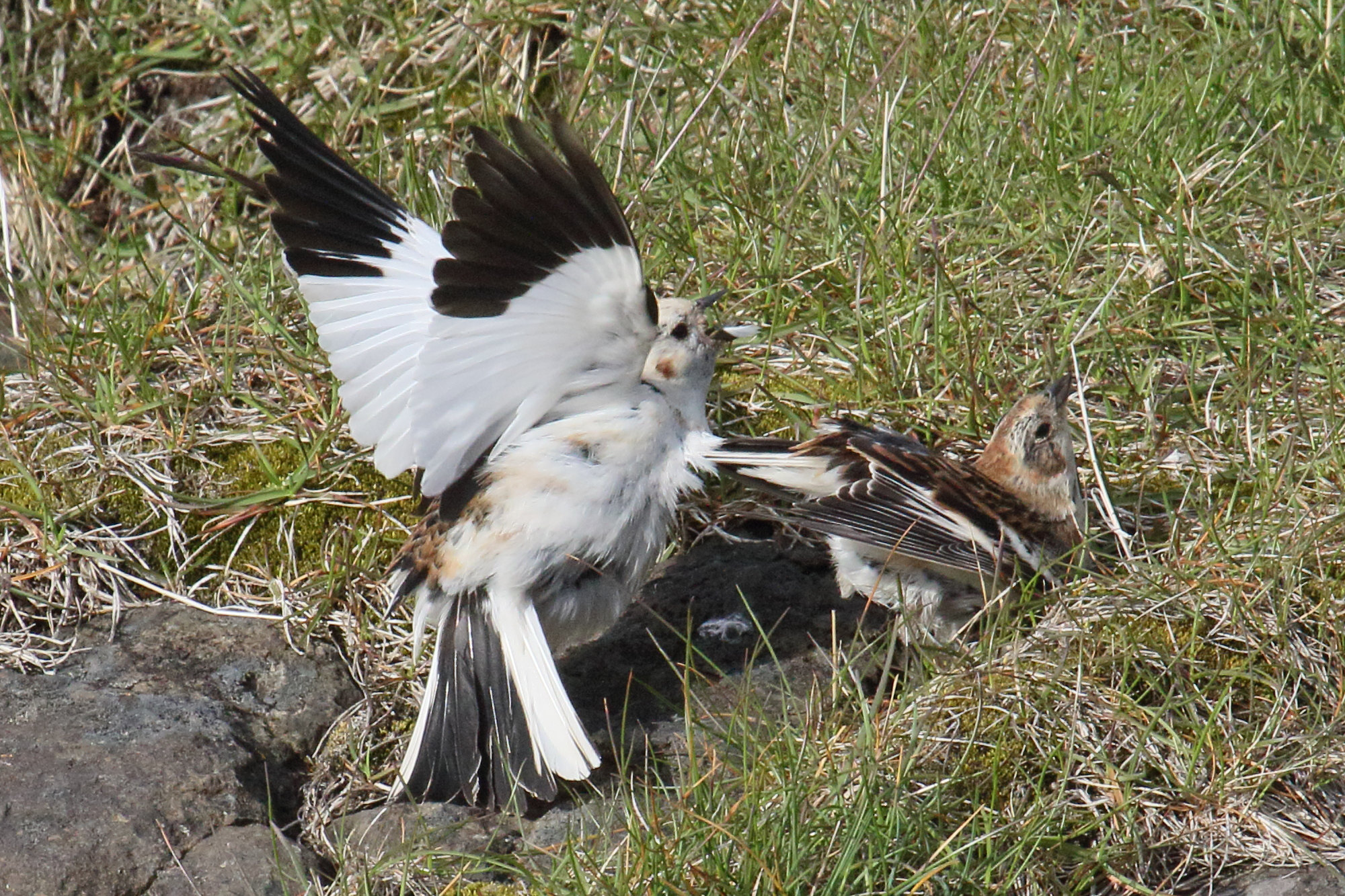 bruant_des_neiges_-_plectrophenax_nivalis3md