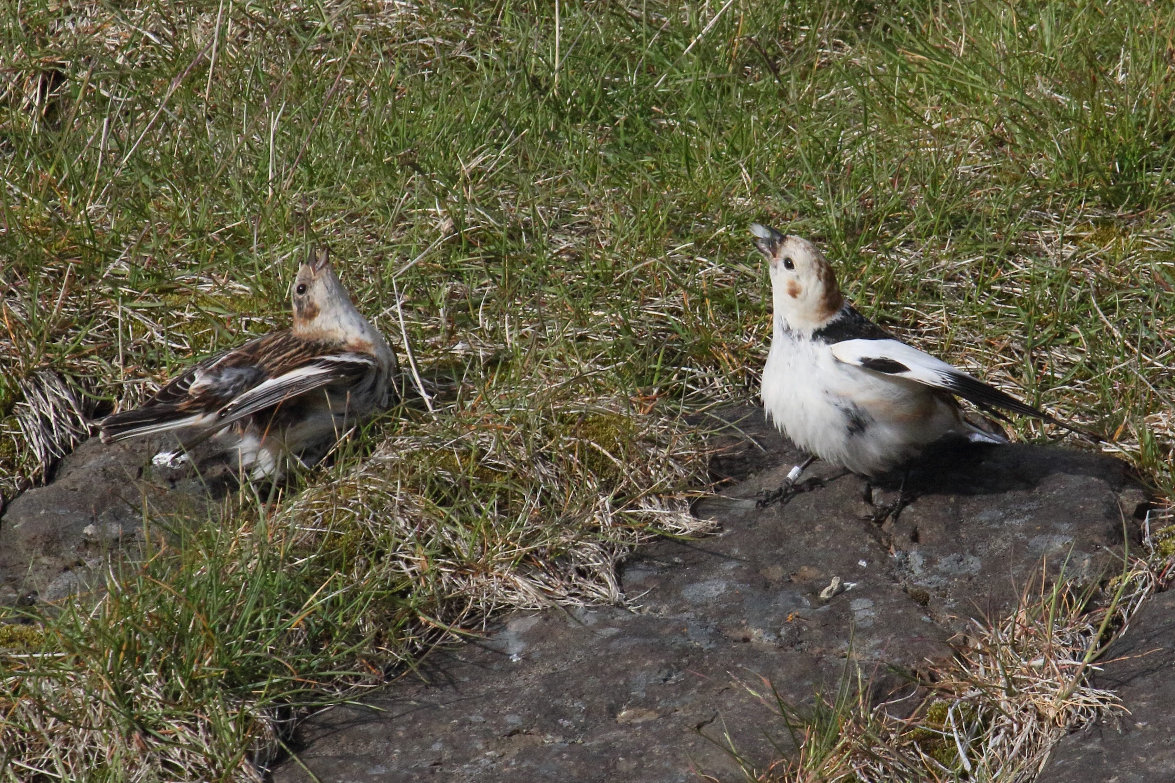 bruant_des_neiges_-_plectrophenax_nivalis4md