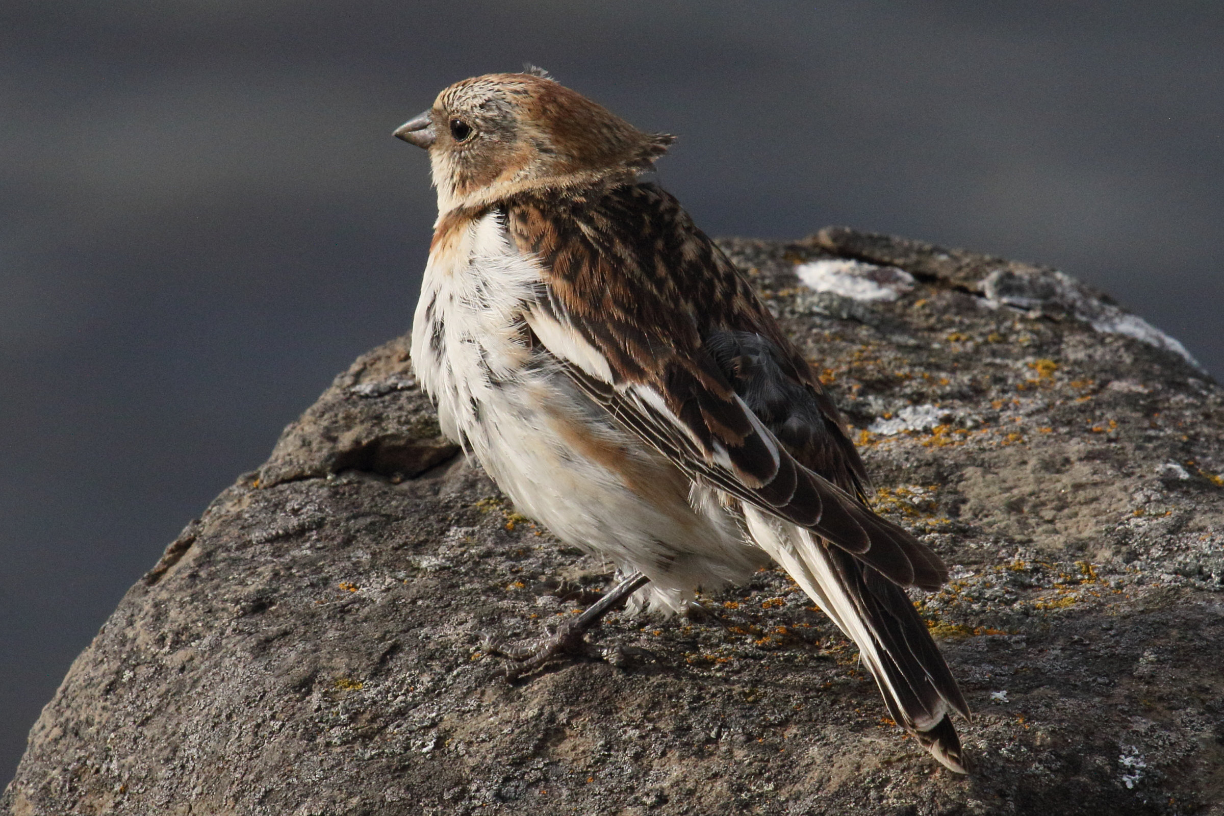 bruant_des_neiges_-_plectrophenax_nivalis5md