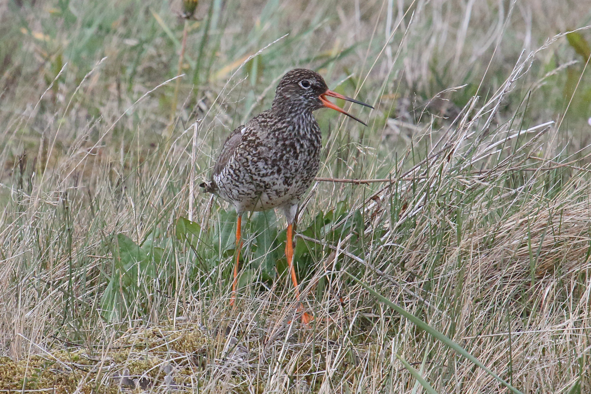 chevalier_gambette_-_tringa_totanus15md