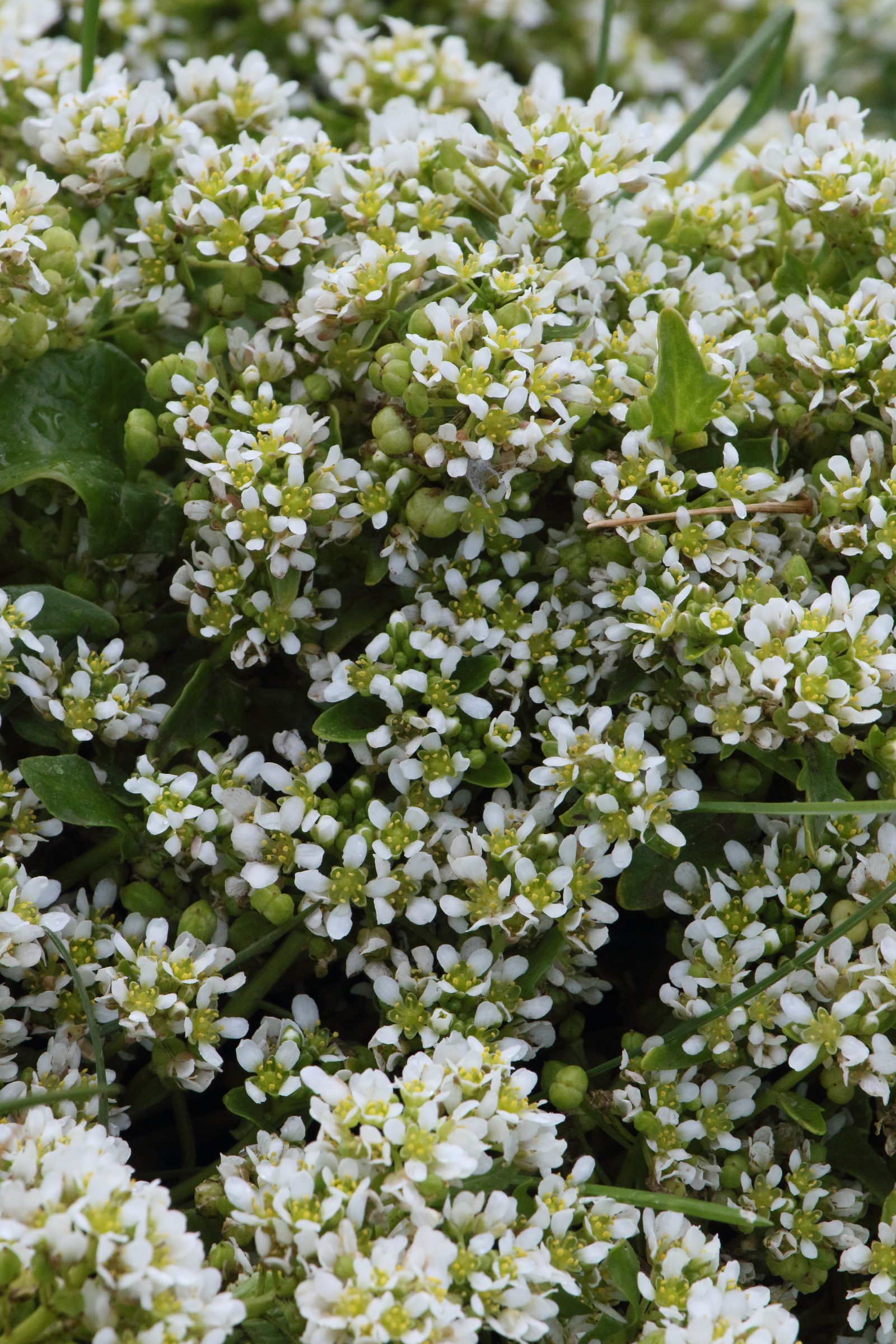 Afficher le média cochlearia_officinalis6md cochlearia_officinalis6md