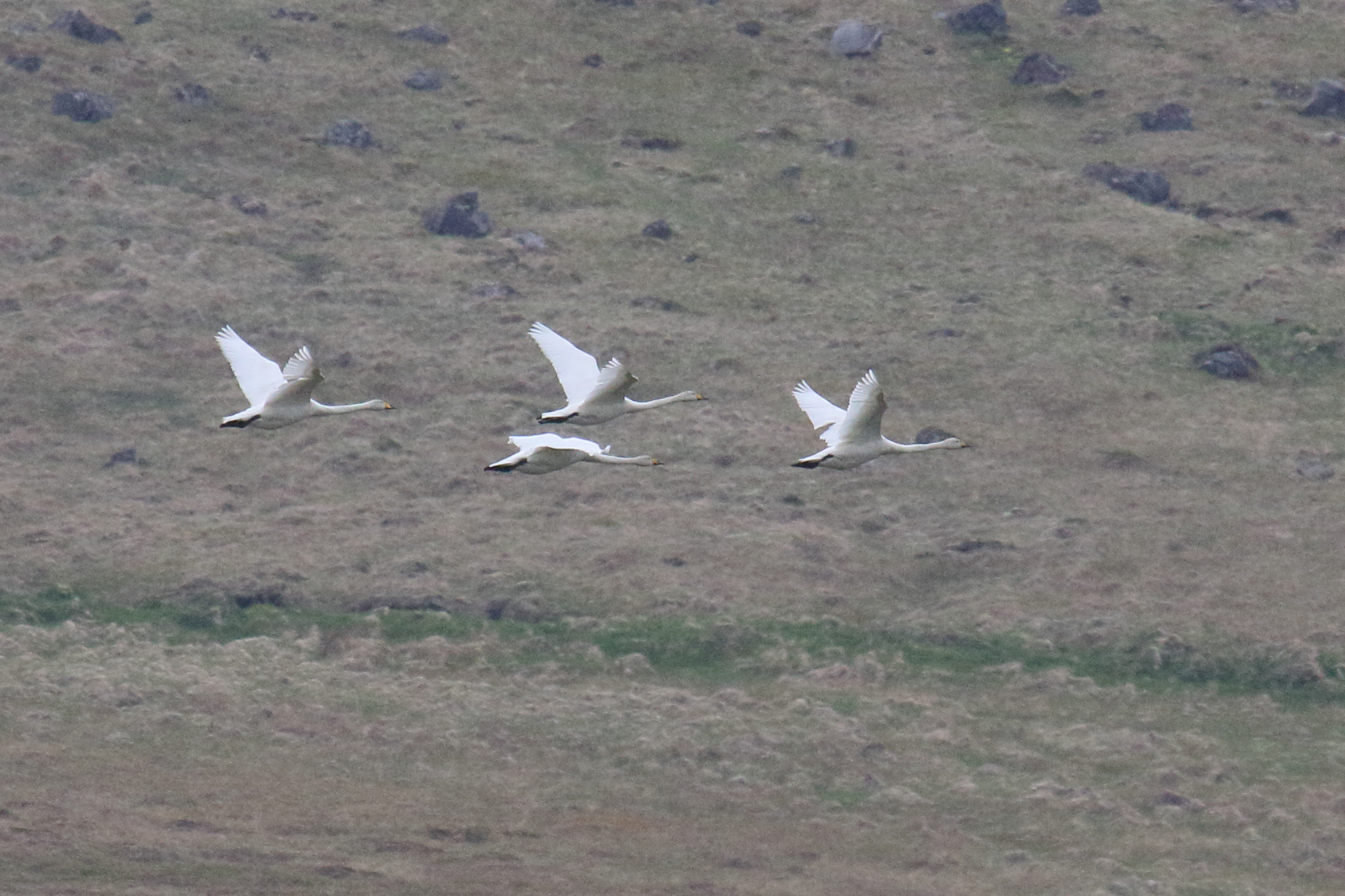 cygne_chanteur_-_cygnus_cygnus10md