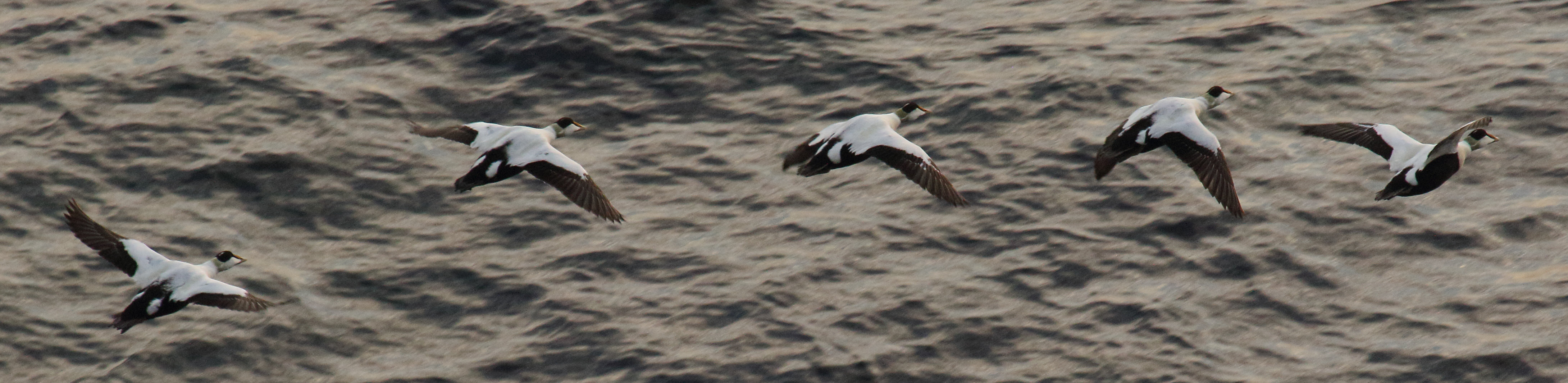 eider_a_duvet_-_somateria_mollissima11md