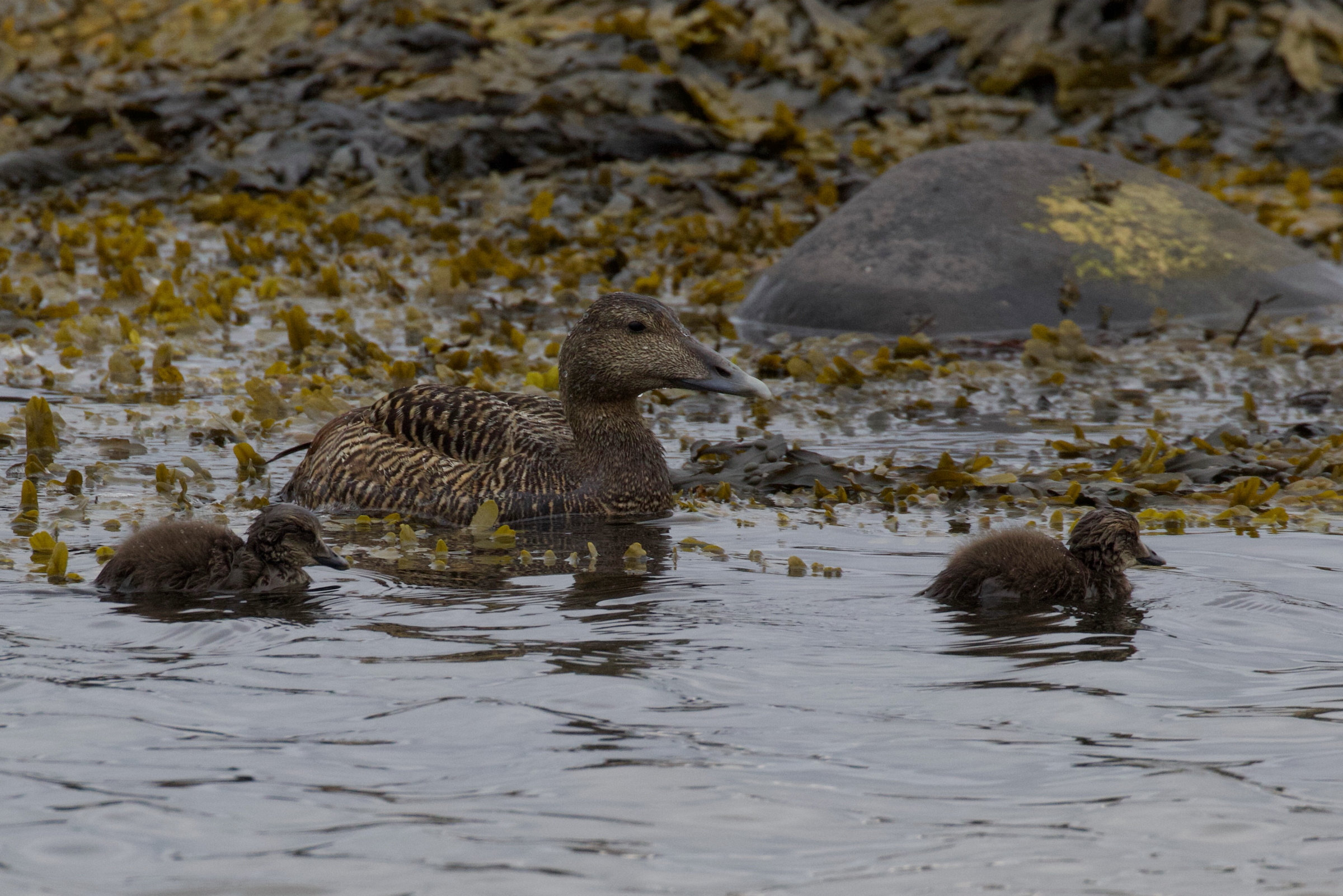 eider_a_duvet_-_somateria_mollissima12bd