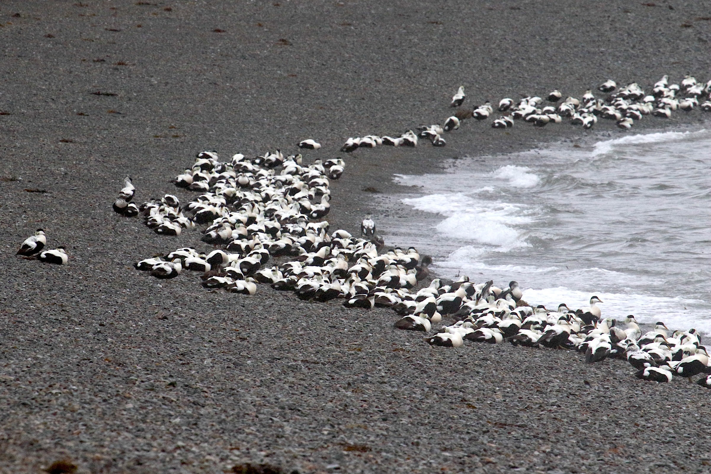 eider_a_duvet_-_somateria_mollissima13md