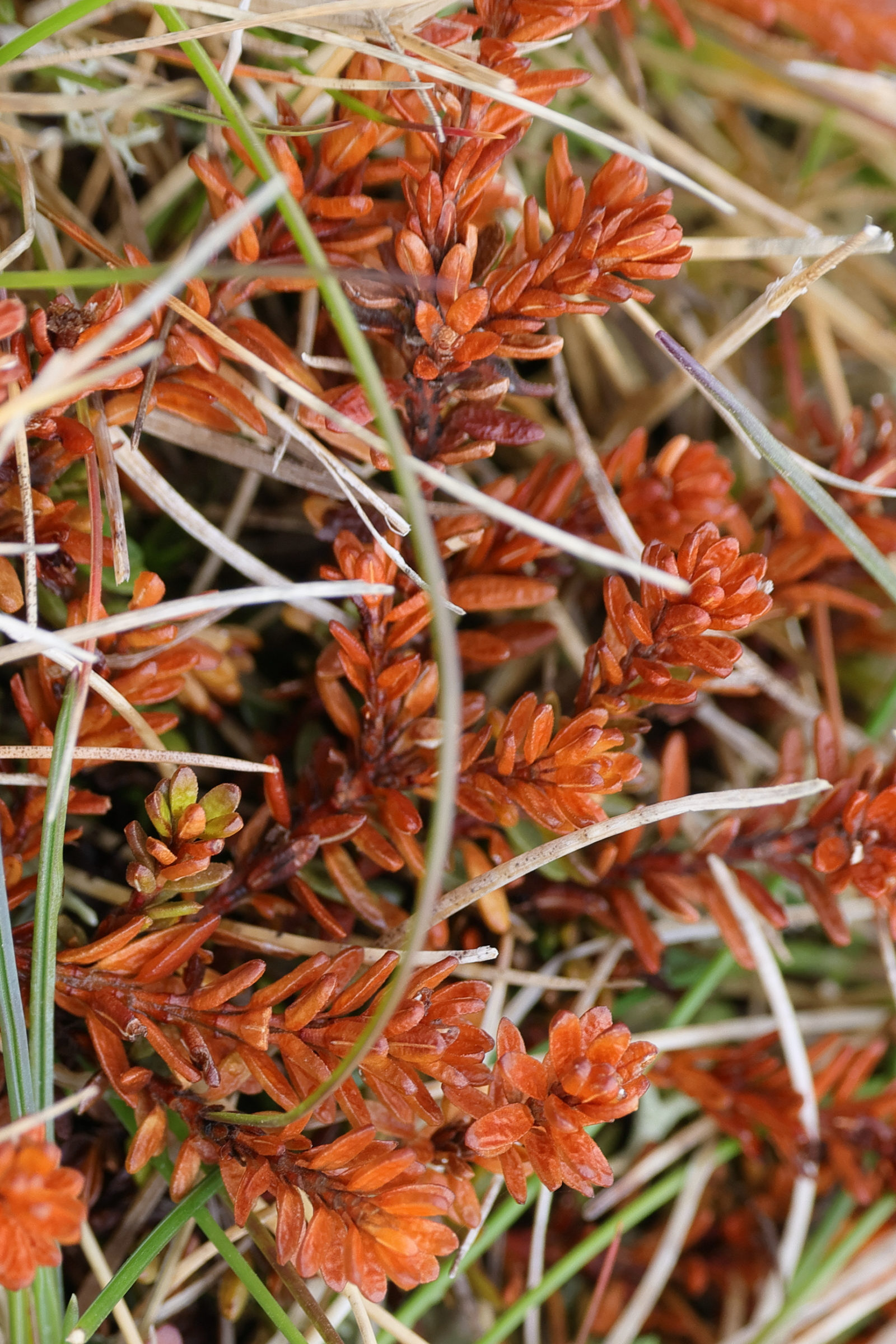 Afficher le média empetrum_nigrum5md empetrum_nigrum5md