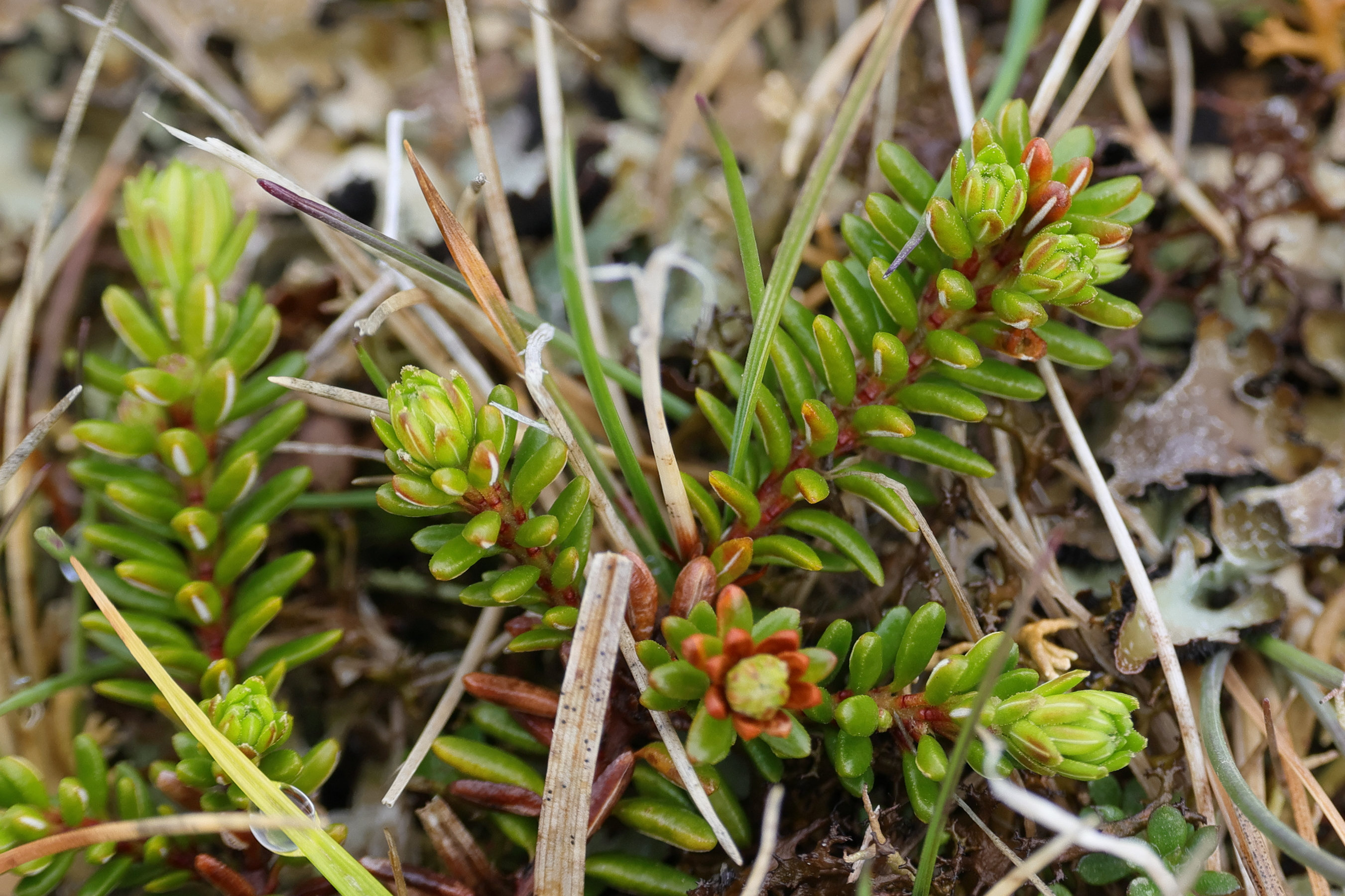 Afficher le média empetrum_nigrum6md empetrum_nigrum6md