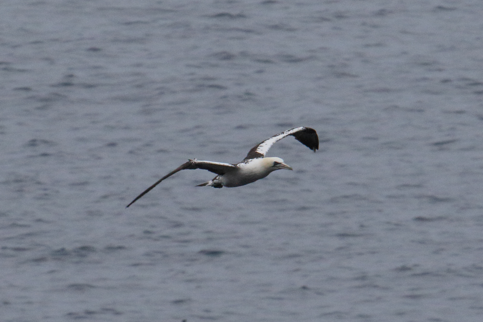 fou_de_bassan_-_morus_bassanus15md