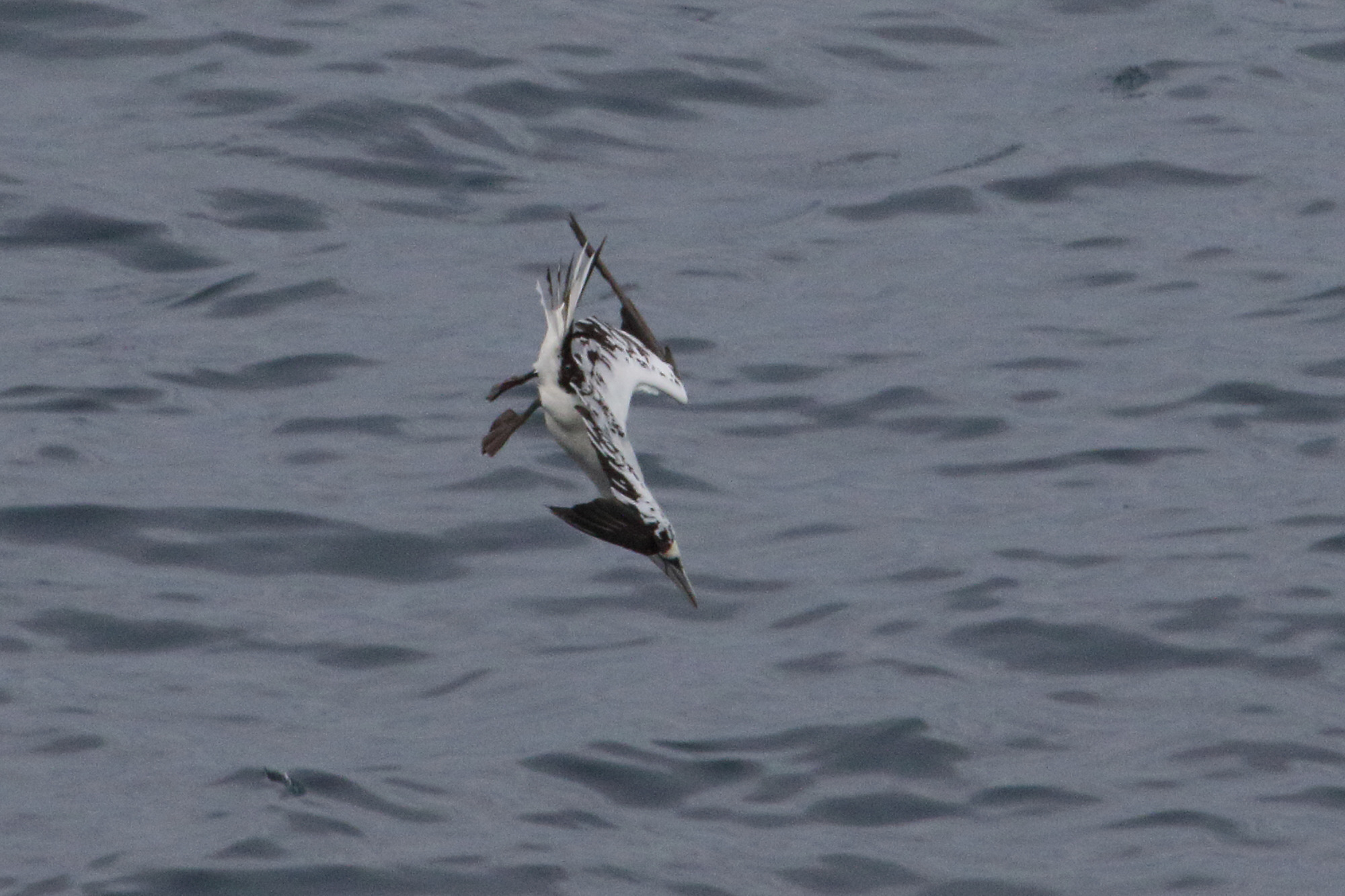 fou_de_bassan_-_morus_bassanus16md