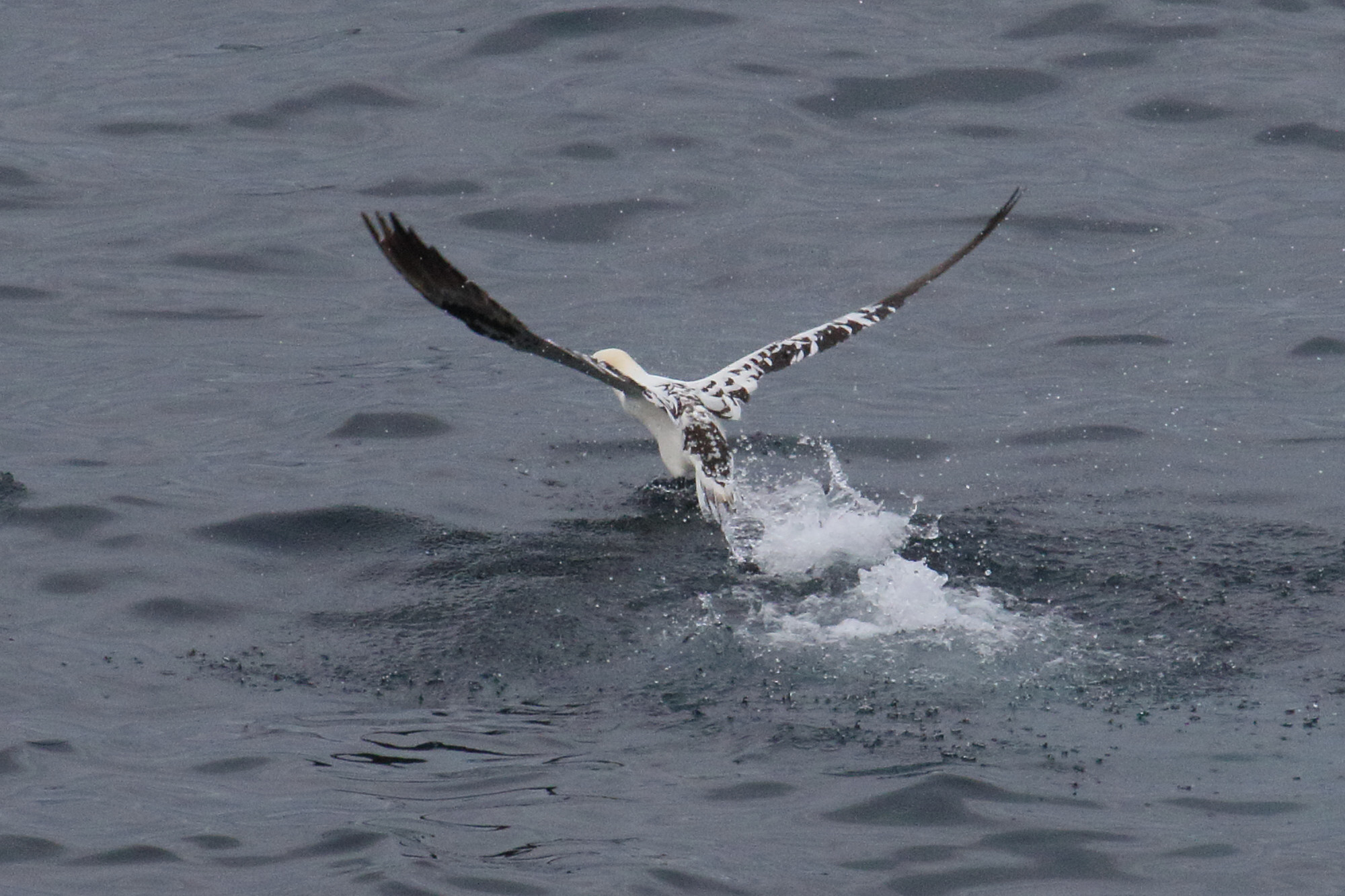 fou_de_bassan_-_morus_bassanus17md