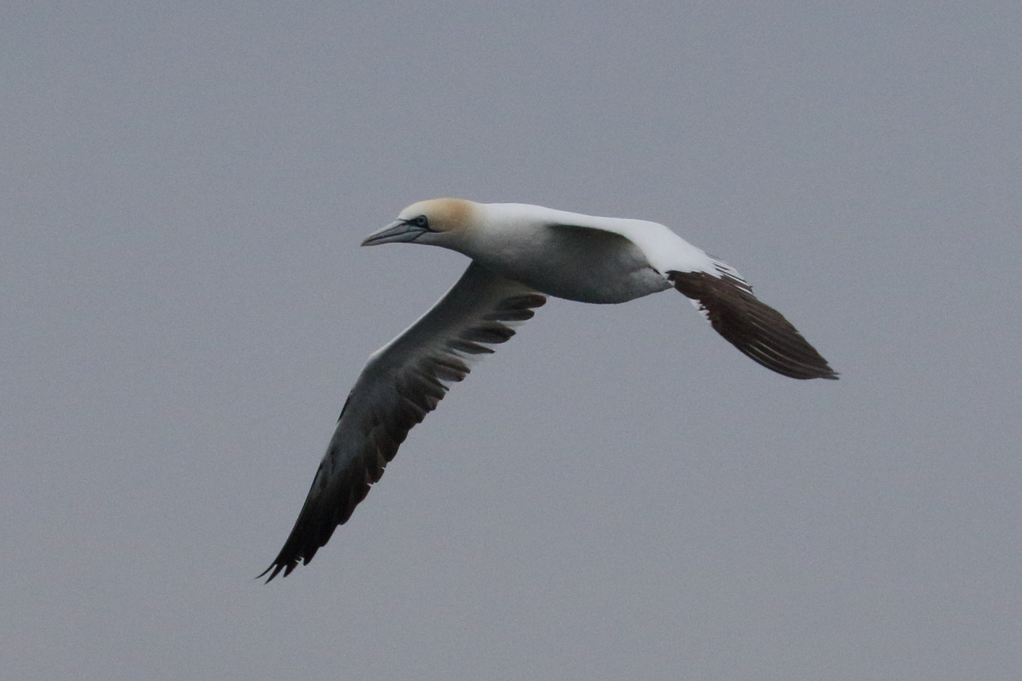 fou_de_bassan_-_morus_bassanus7amd