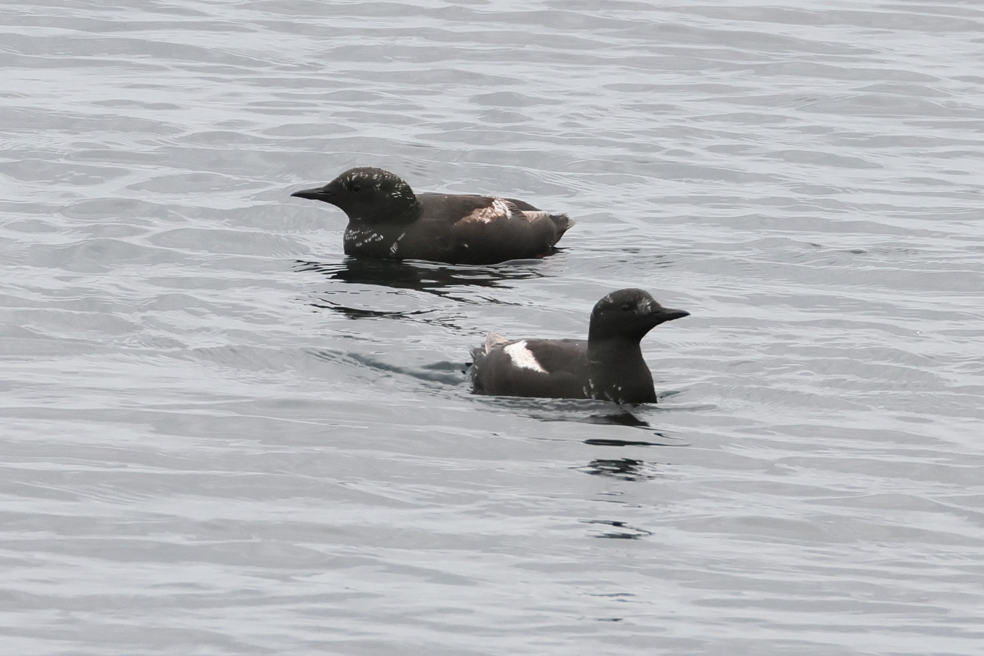 guillemot_a_miroir_-_cepphus_grylle1bd