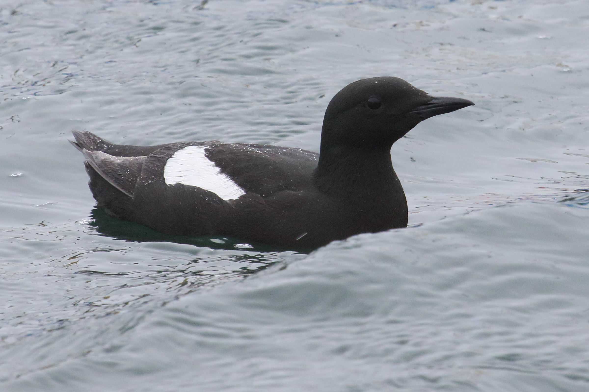 guillemot_a_miroir_-_cepphus_grylle2md